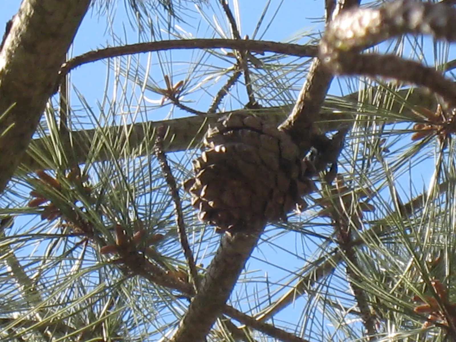 Torrey Pine (Pinus Torreyana) — Pinus torreyana, the Torrey Pine, is a rare, sturdy conifer native to California's coastal region; it's drought-resistant but