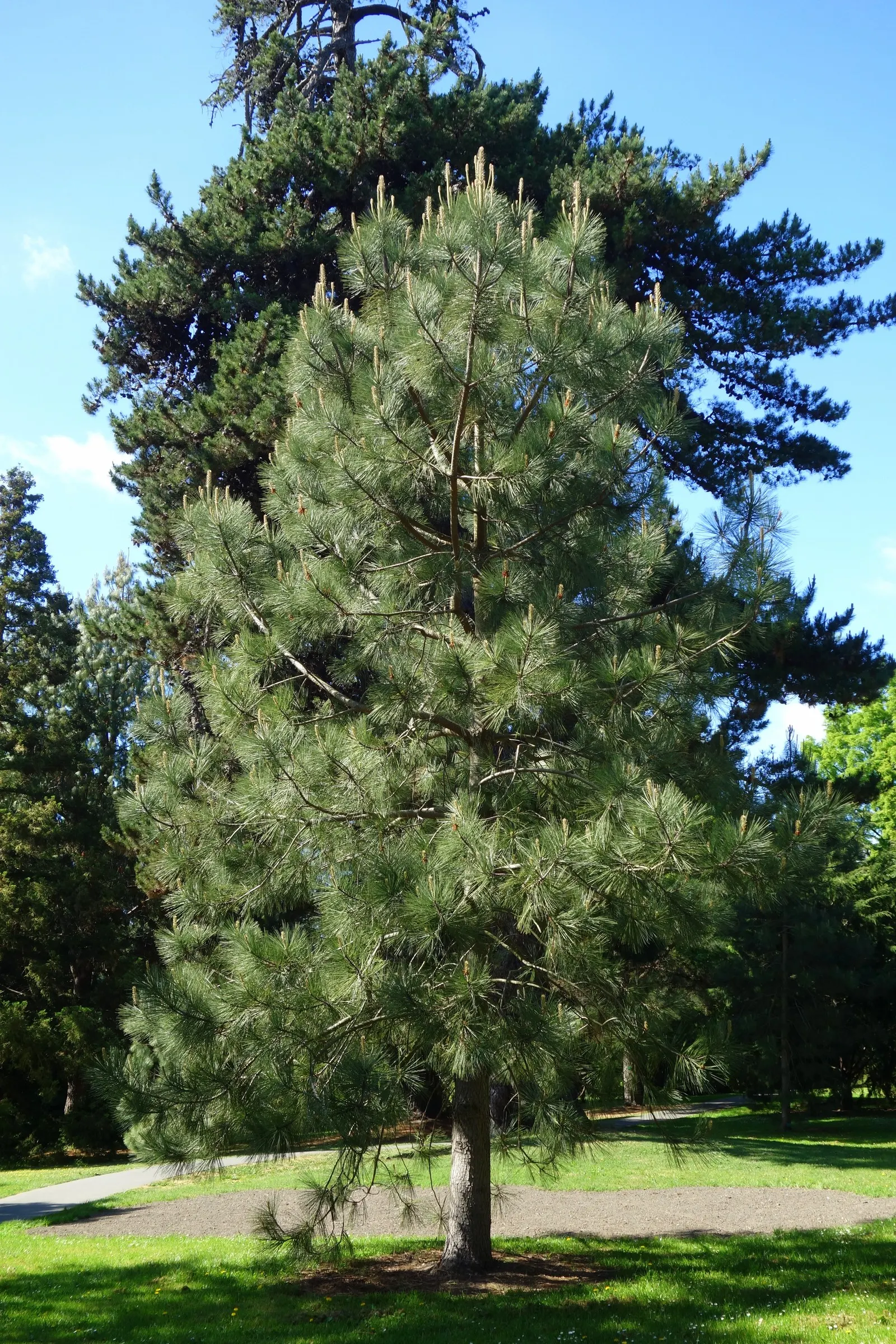 Torrey Pine (Pinus Torreyana) — Adaptable but preferring sandy soils; add to the tree's textured appearance.<br><br>When incorporating the Torrey Pine into a