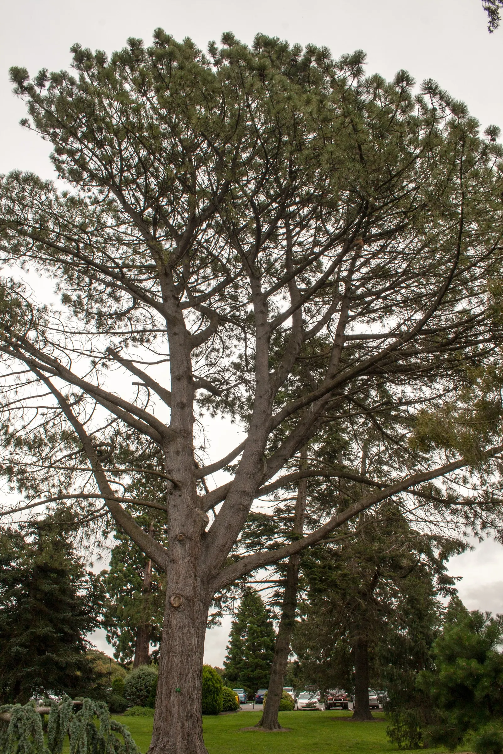 Torrey Pine (Pinus Torreyana) — Growing 40-60 feet tall with a 20-30 foot spread, it boasts a broad, open crown and stiff, dark green needles; with a canopy
