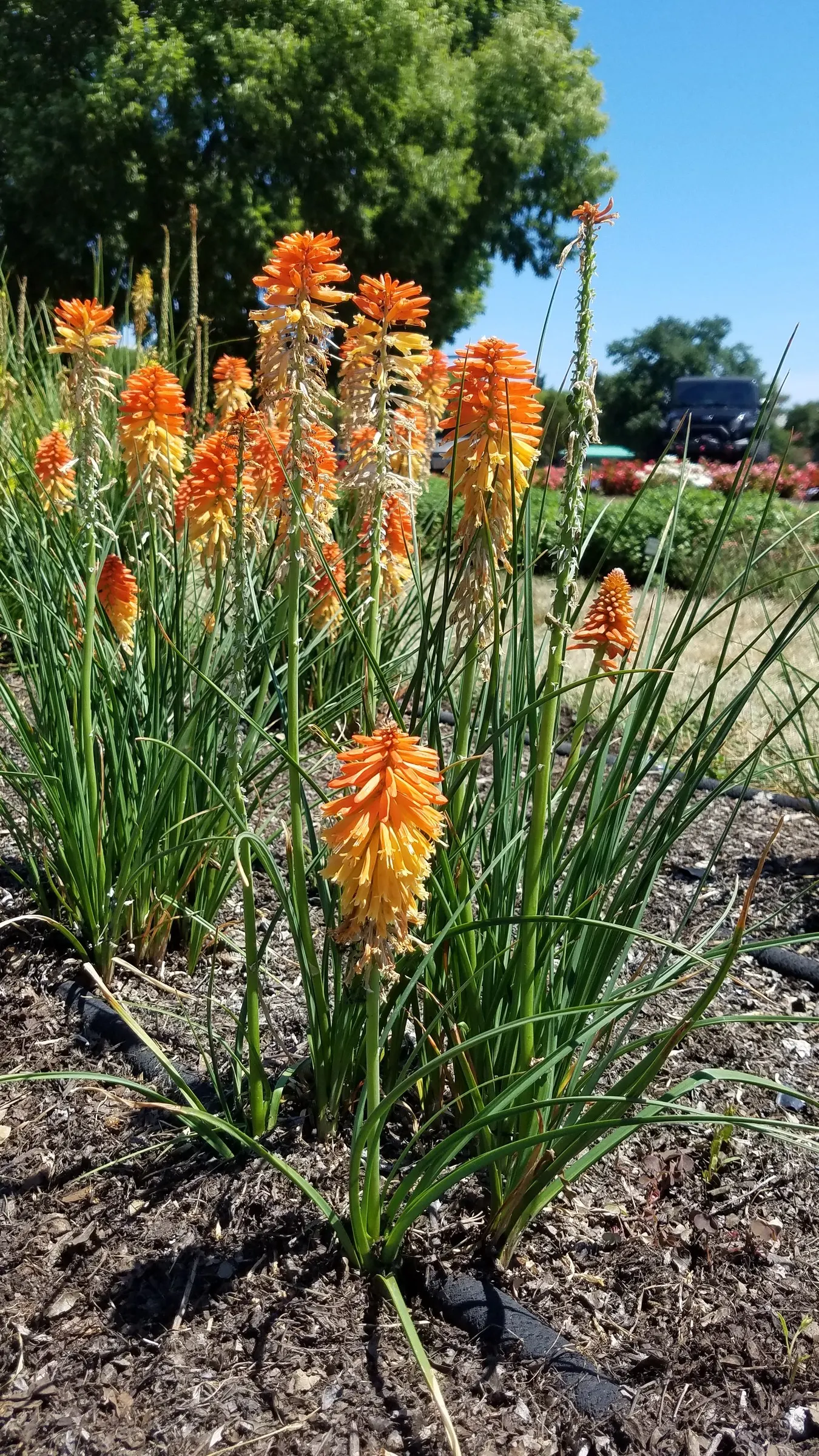 Poco Sunset Hot Poker (Kniphofia 'Poco Sunset') — orange to coral flower spikes