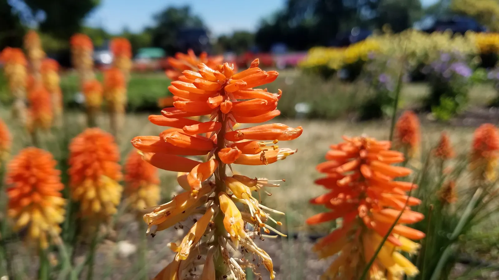 Poco Sunset Hot Poker (Kniphofia 'Poco Sunset') — this drought-tolerant plant blooms from mid to late summer