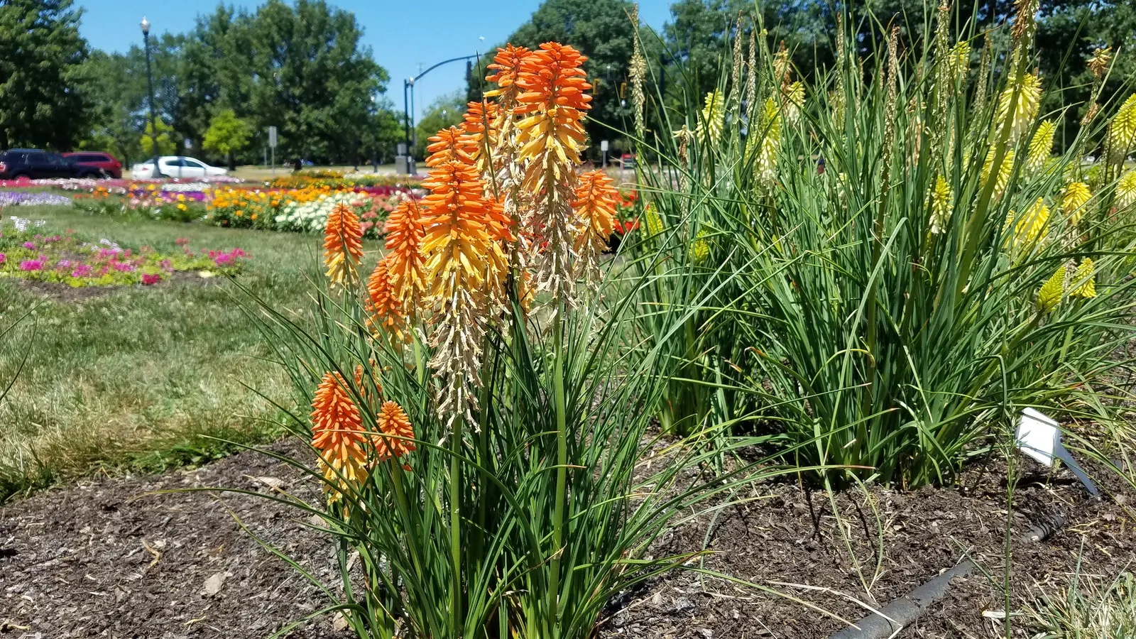 Poco Sunset Hot Poker (Kniphofia 'Poco Sunset') — It reaches a mature size of 18-24 inches tall and 18 inches wide, flourishing in USDA zones 6-9
