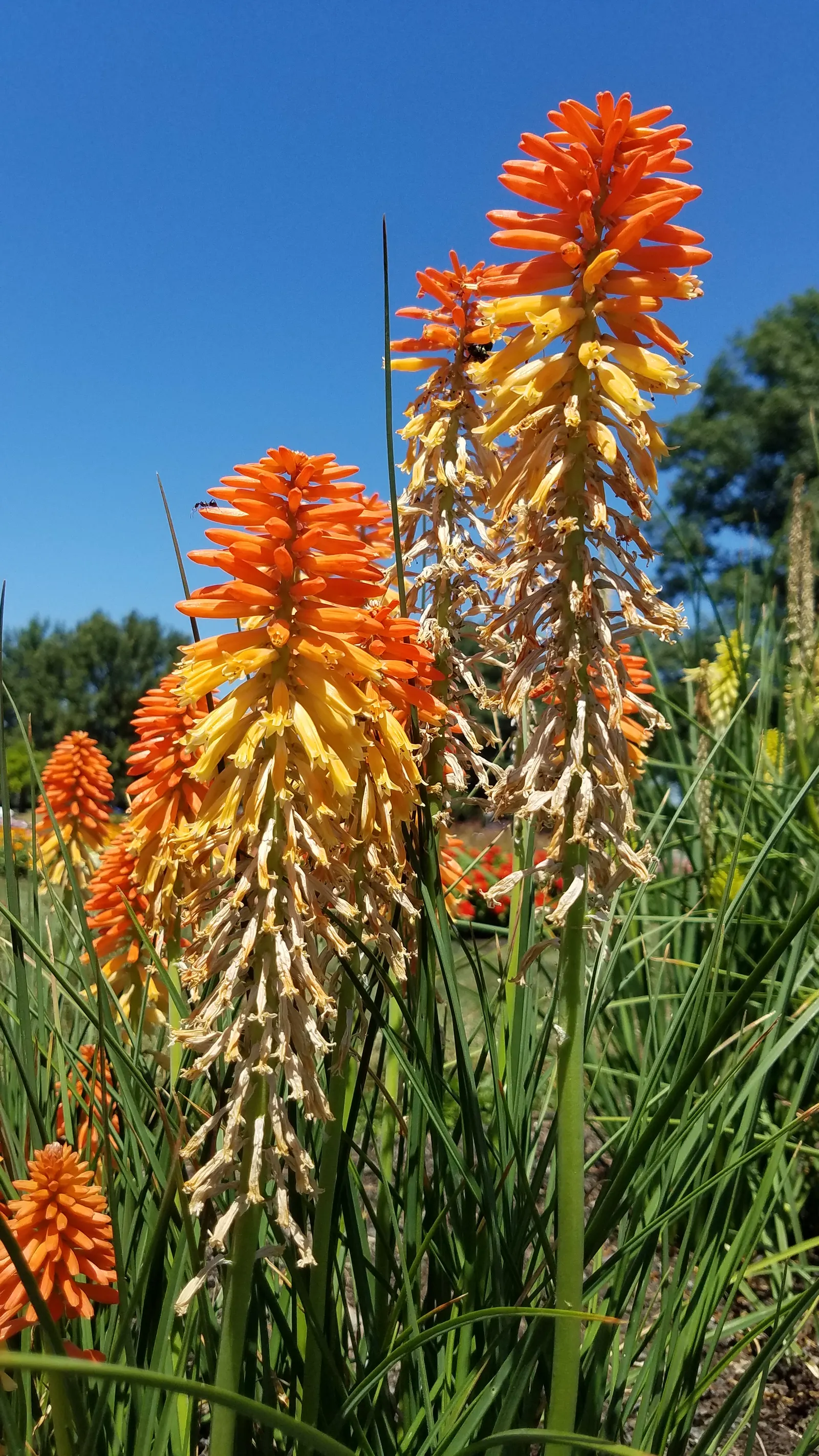 Poco Sunset Hot Poker (Kniphofia 'Poco Sunset') — attracting pollinators while resisting deer