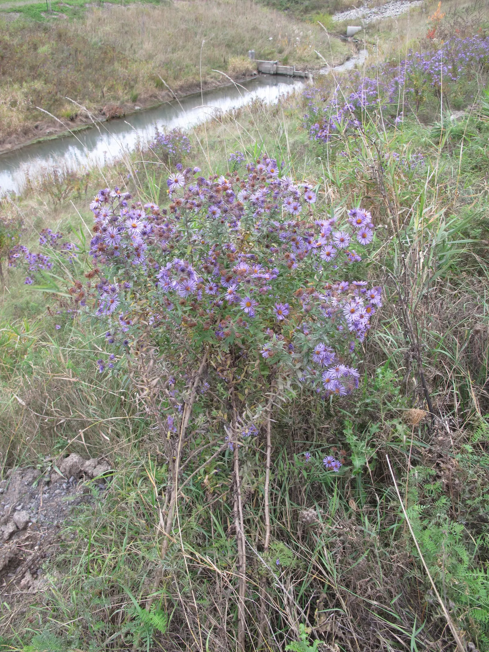 New England Aster (Aster Novae-Angliae) — Given its height and potential for a bushy growth habit