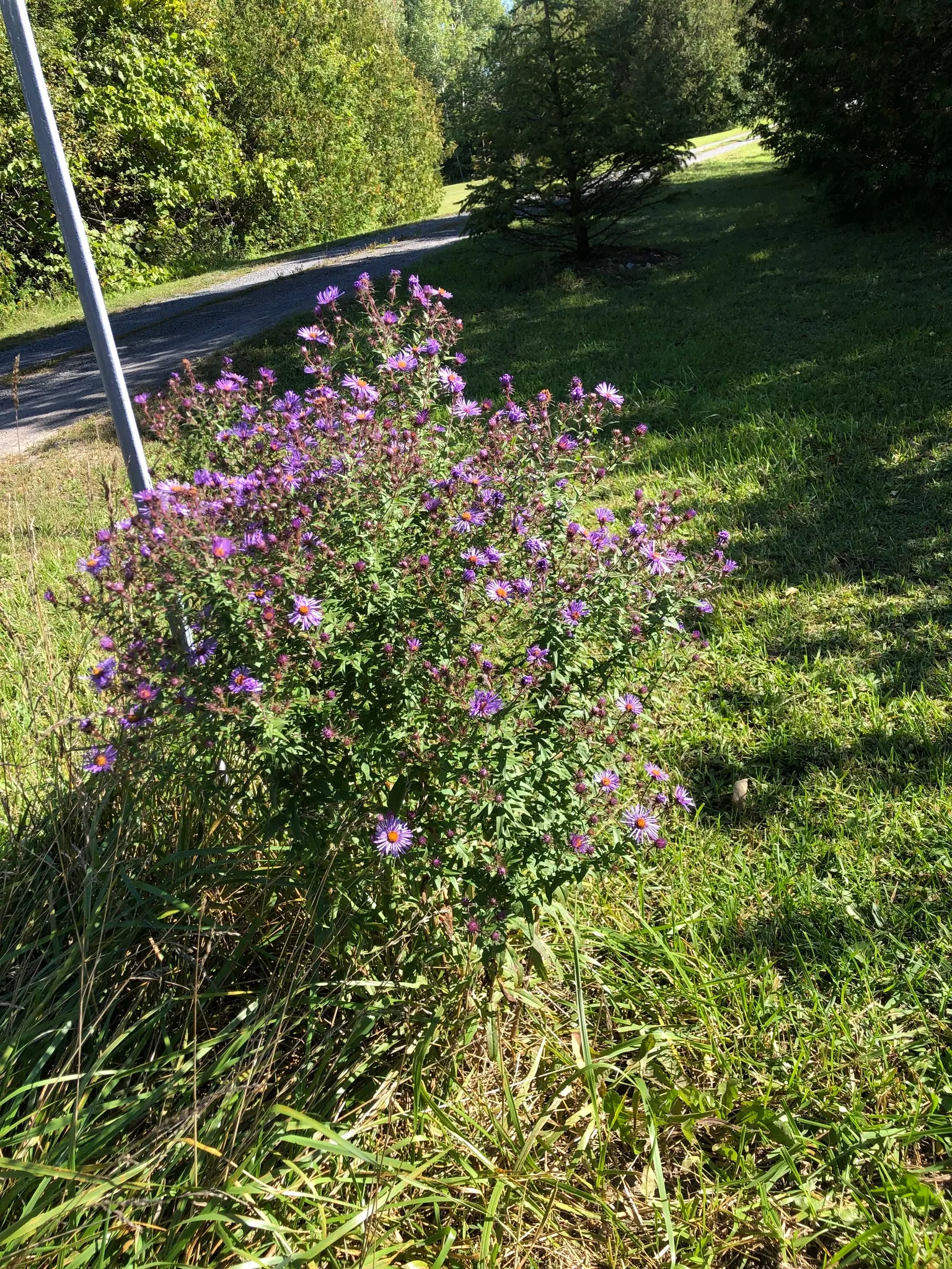 New England Aster (Aster Novae-Angliae) — supporting a symbiotic relationship with the region's native wildlife; making it a striking backdrop or a, image 114