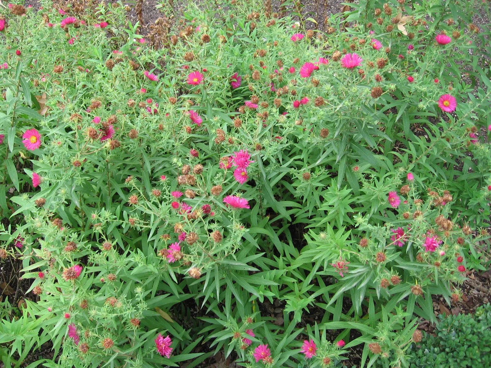 New England Aster (Aster Novae-Angliae) — supporting a symbiotic relationship with the region's native wildlife; making it a striking backdrop or a, image 68