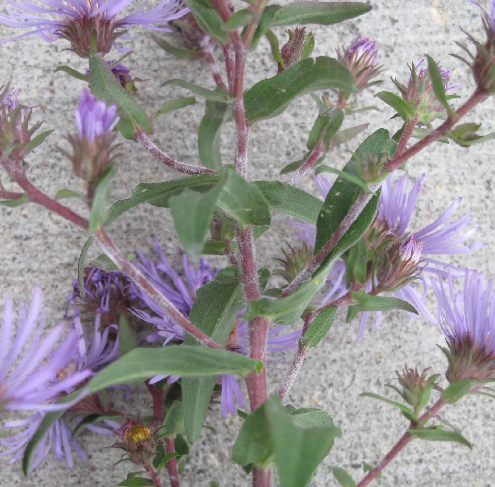 New England Aster (Aster Novae-Angliae) — particularly attracting butterflies
