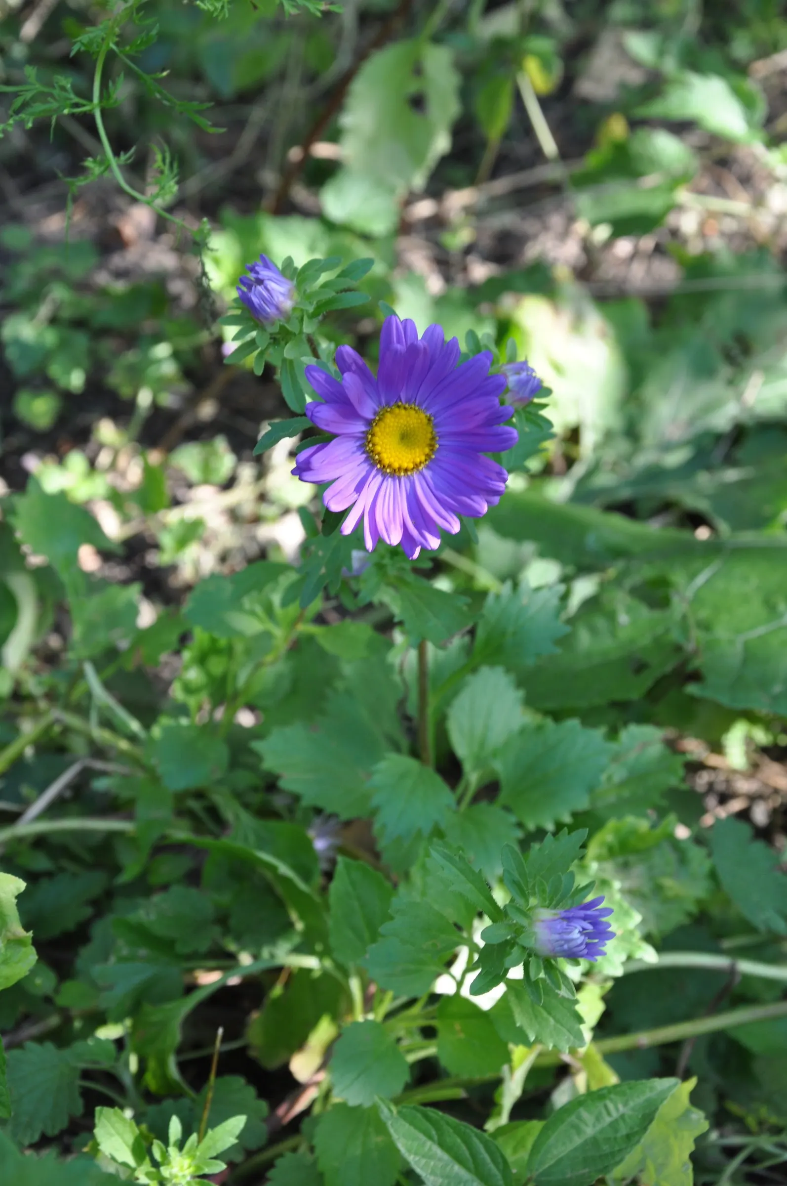 New England Aster (Aster Novae-Angliae) — It prefers moist, well-drained soils with a pH that ranges from mildly acidic to neutral