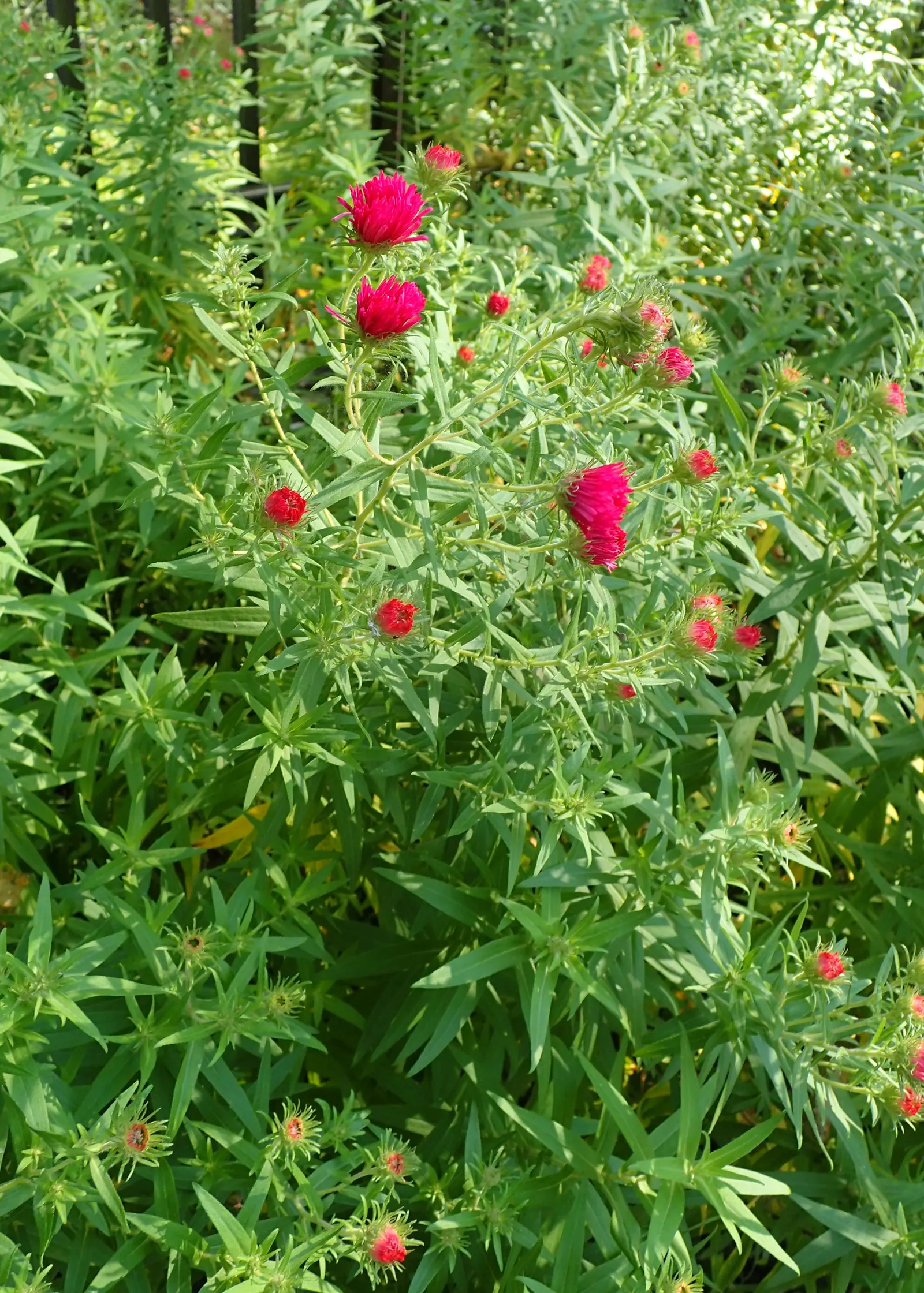 New England Aster (Aster Novae-Angliae) — which can offer an additional layer of life and activity to the landscape; but can also endure partial, image 111