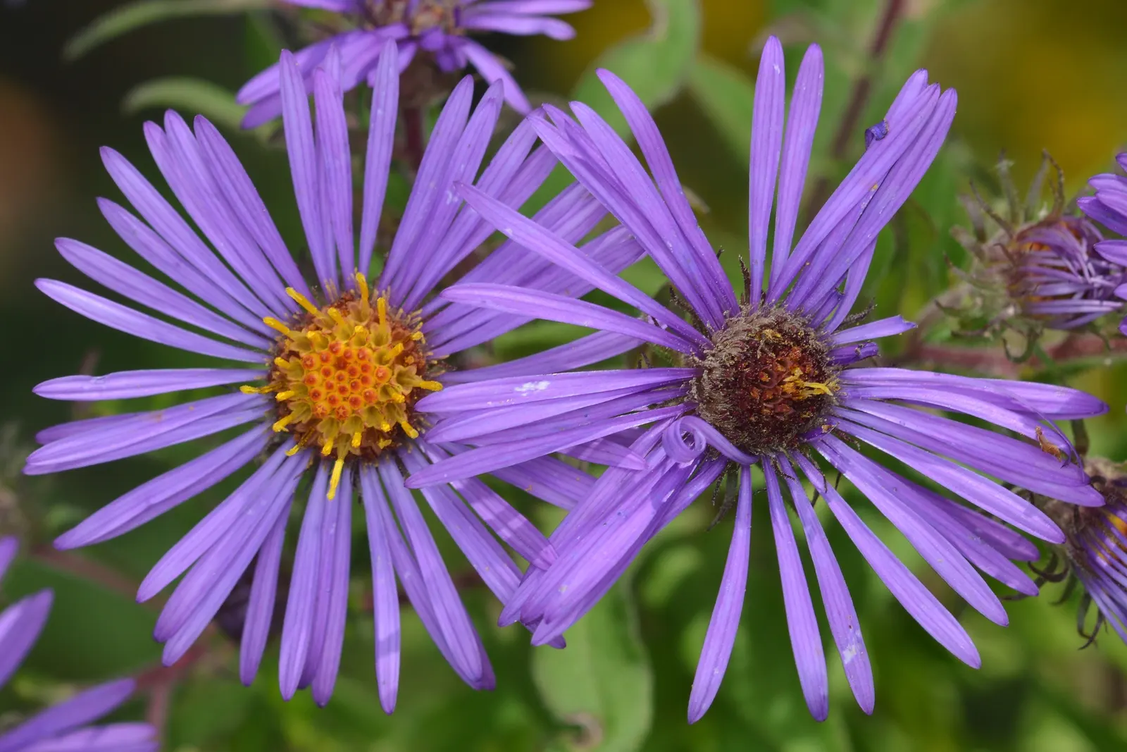 New England Aster (Aster Novae-Angliae) — and flourishes in full sun to partial shade