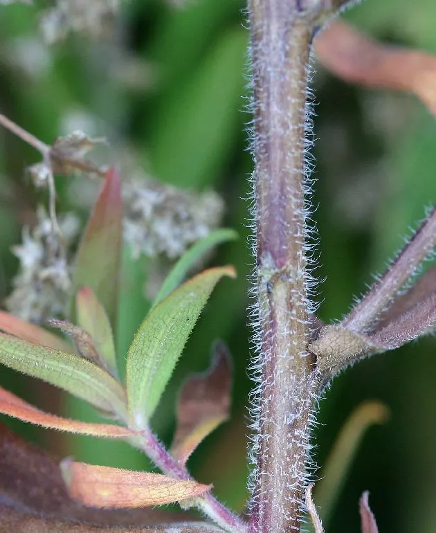 New England Aster (Aster Novae-Angliae) — The New England Aster (Aster novae-angliae) is a hardy perennial; it boasts vibrant purple to rose-hued, image 70