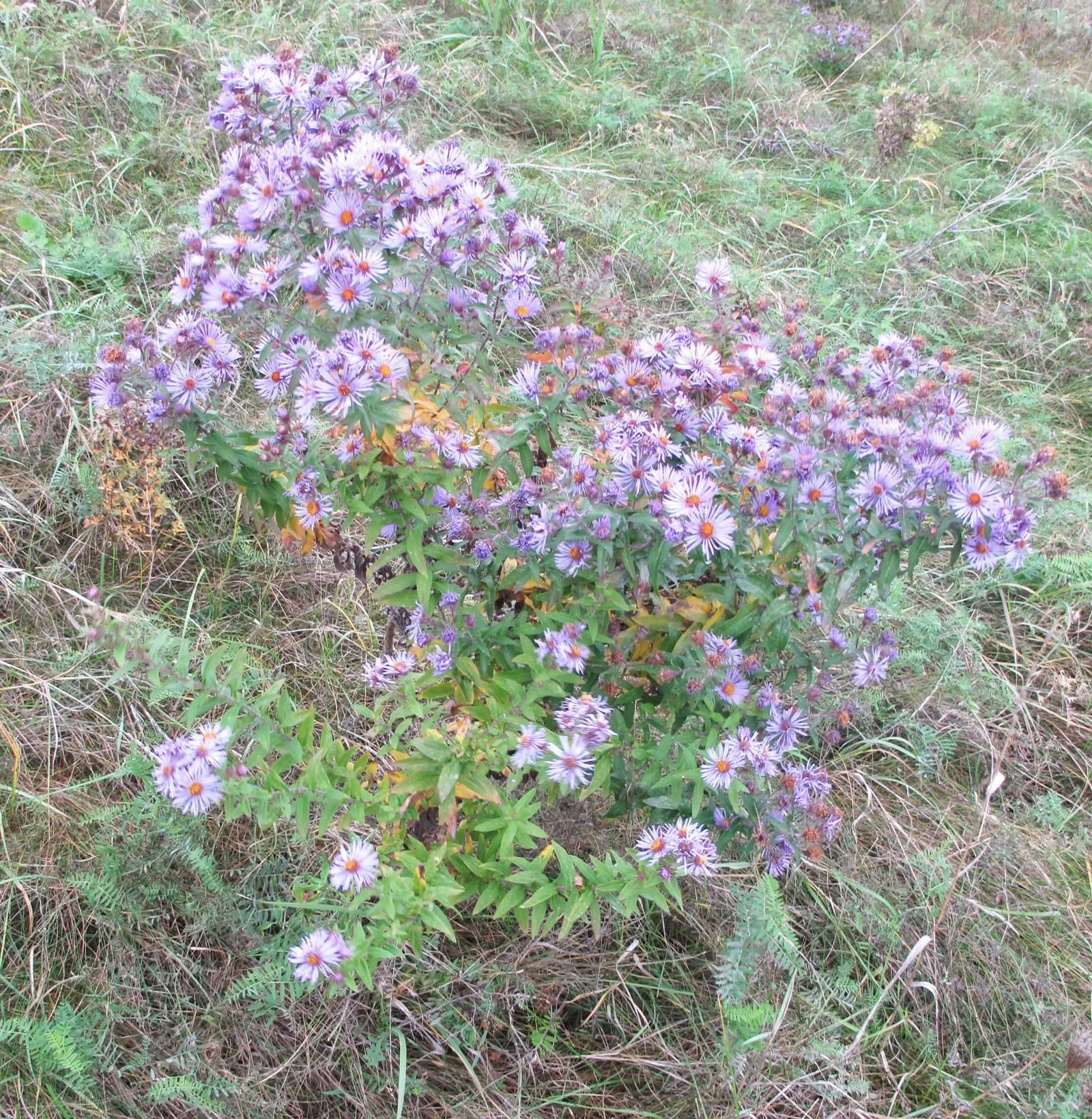 New England Aster (Aster Novae-Angliae) — making it a striking backdrop or a prominent feature in any garden design.<br><br>Robust and adaptable; which can
