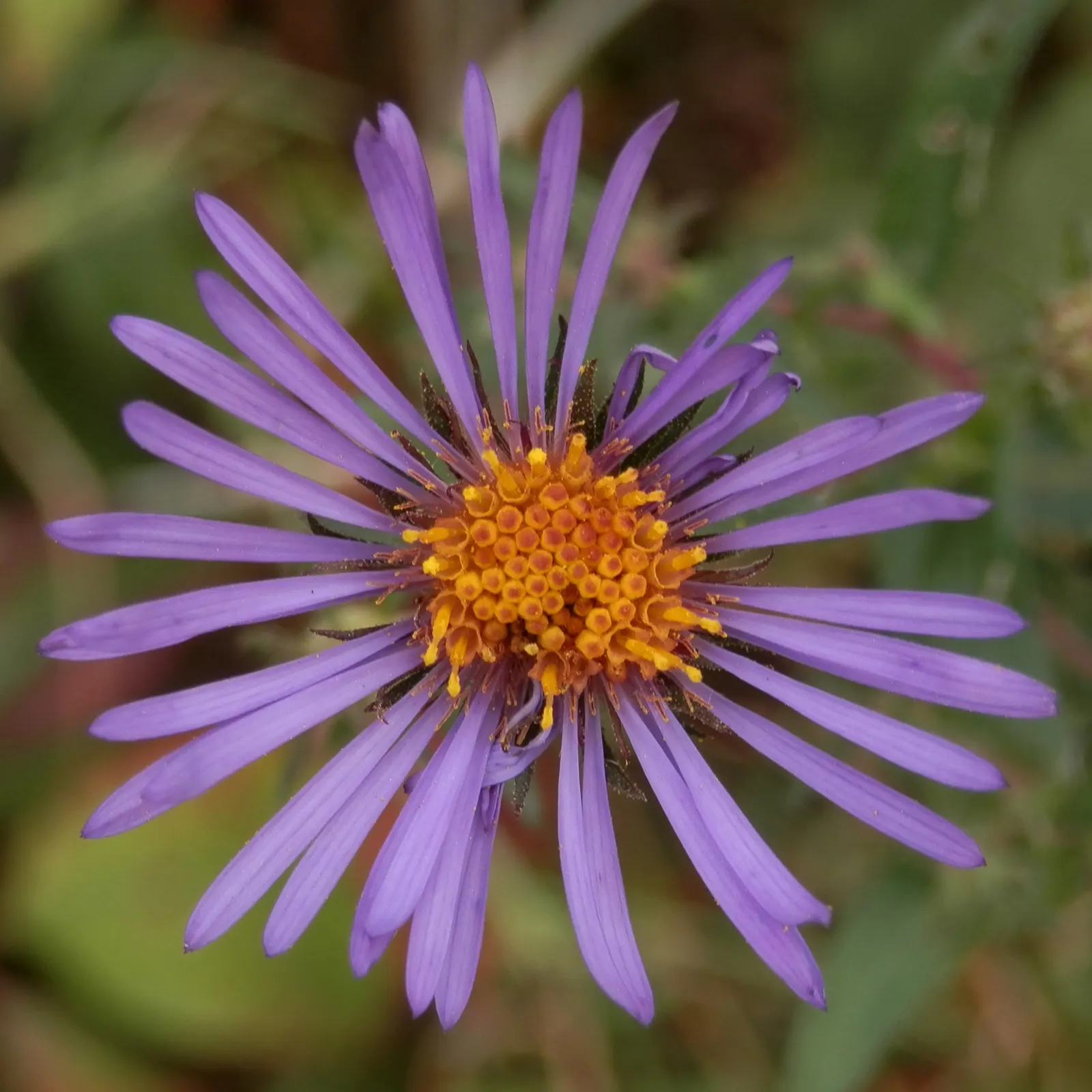 New England Aster (Aster Novae-Angliae) — indigenous to the Northeastern United States