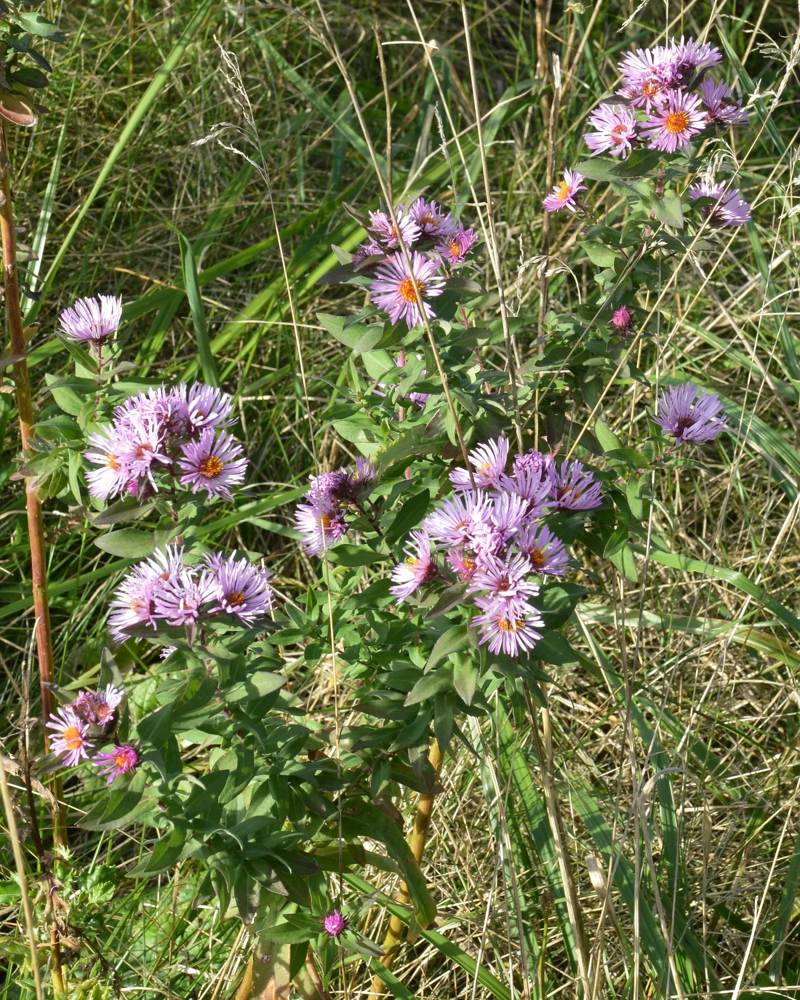 New England Aster (Aster Novae-Angliae) — These flowers attract pollinators and are ideal for borders or wildflower gardens; celebrated for its, image 74