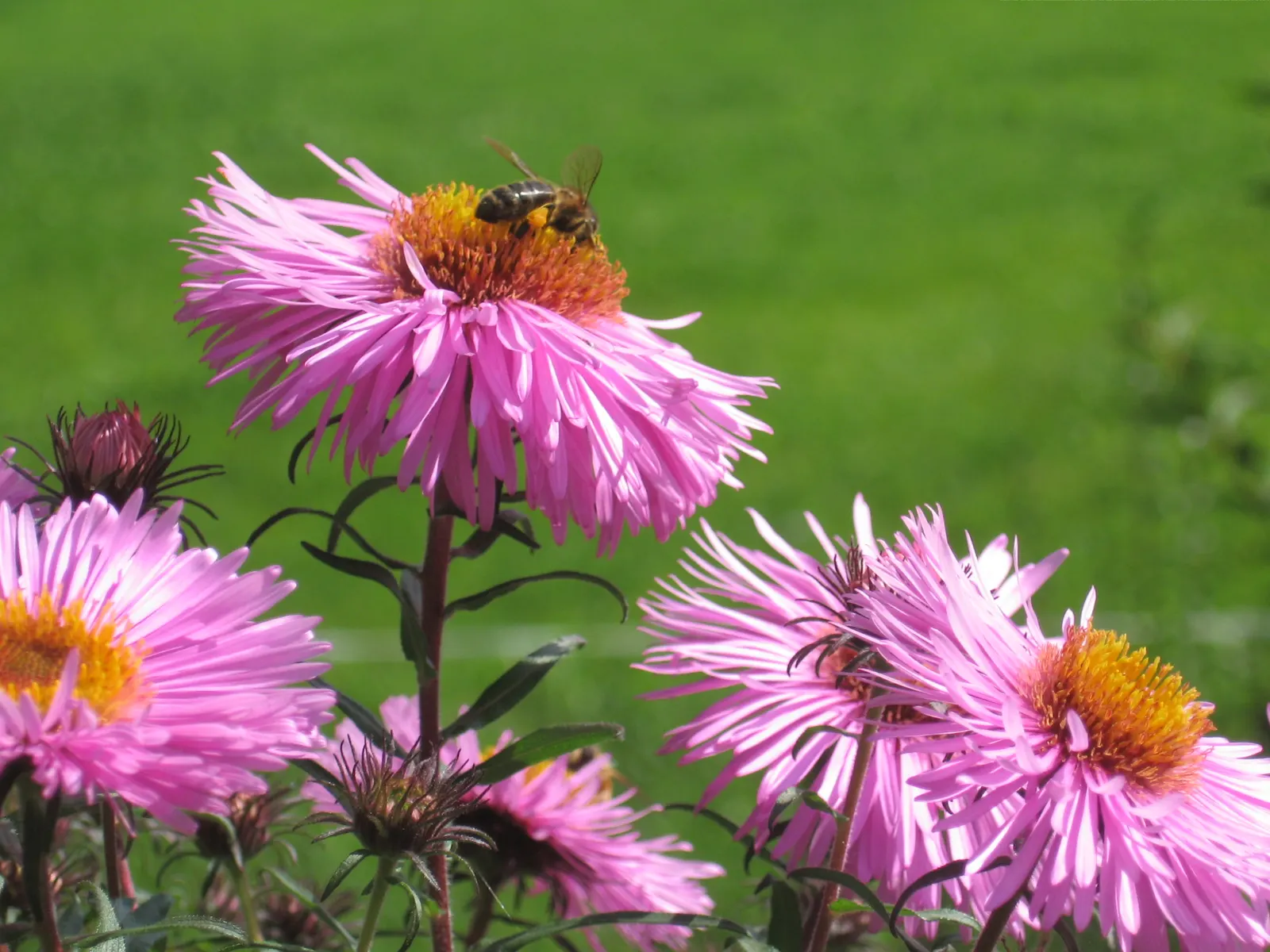 New England Aster (Aster Novae-Angliae) — it provides a dramatic splash of color leading up to the first frosts of winter; these flowers attract, image 126