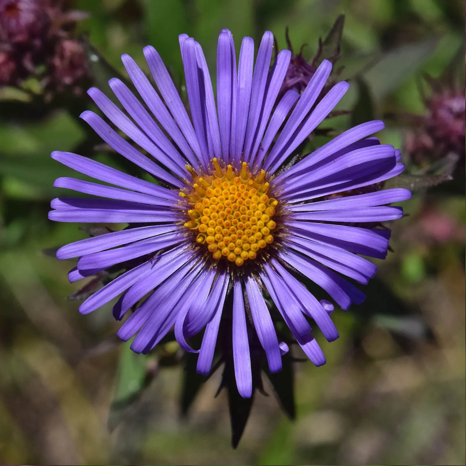 New England Aster (Aster Novae-Angliae) — Typically blooming in the late summer through fall