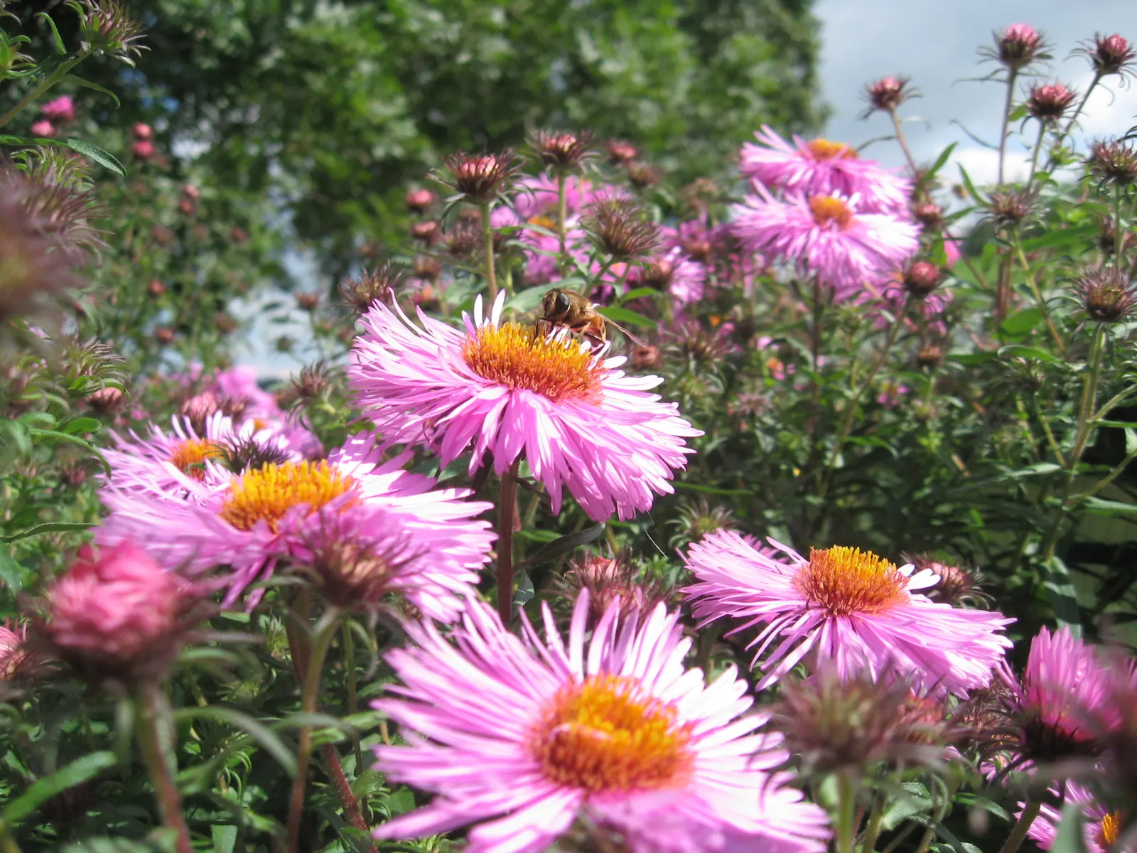 New England Aster (Aster Novae-Angliae) — It's noteworthy for its resilience against common pests and diseases; the New England Aster (Aster, image 155