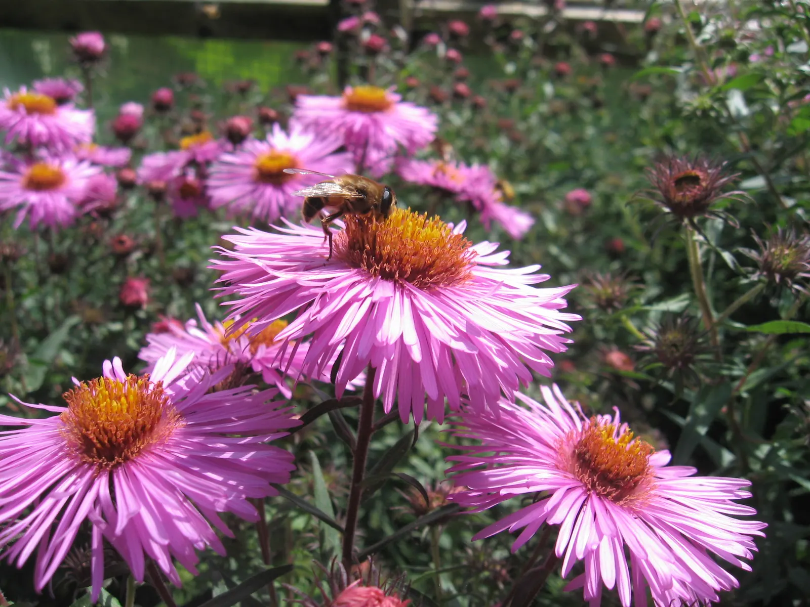 New England Aster (Aster Novae-Angliae) — Typically blooming in the late summer through fall; occasional pruning may be necessary to maintain a, image 125