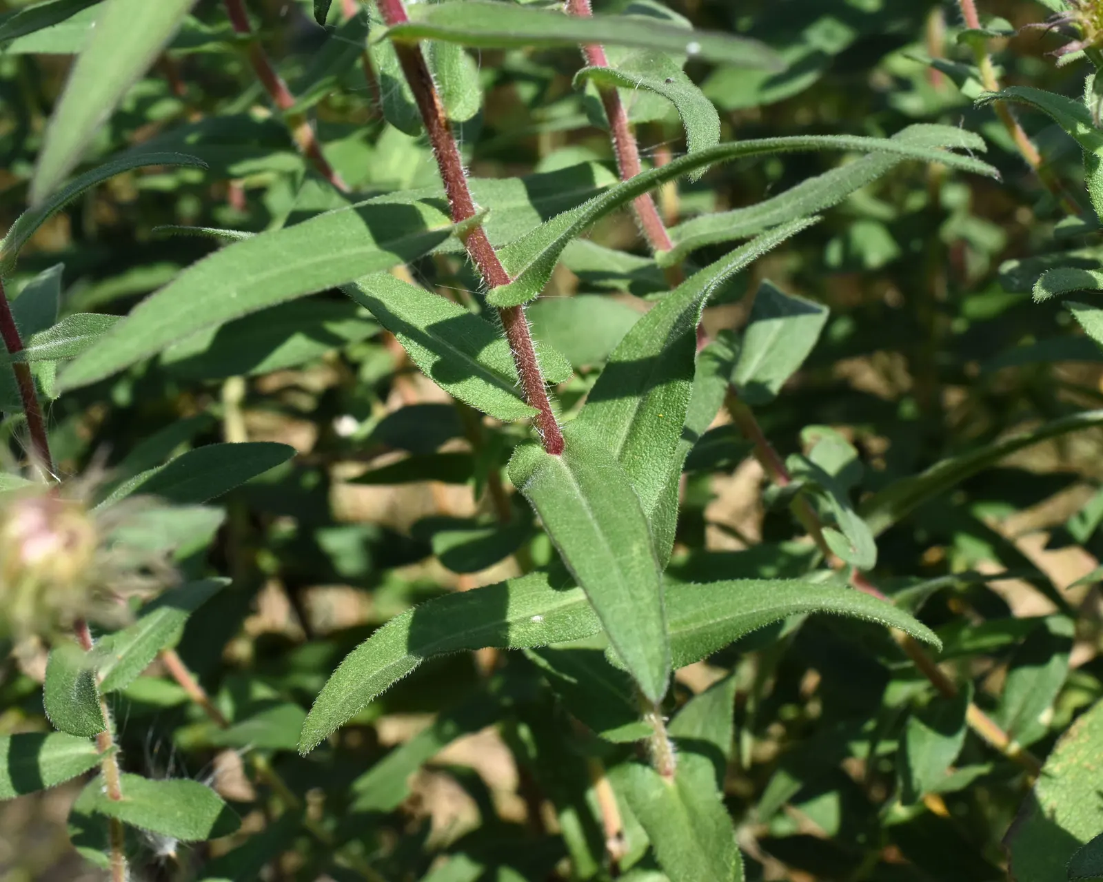New England Aster (Aster Novae-Angliae) — the New England Aster thrives in full sunlight; reaching heights of 3-6 feet with a spread of 2-3 feet, image 129