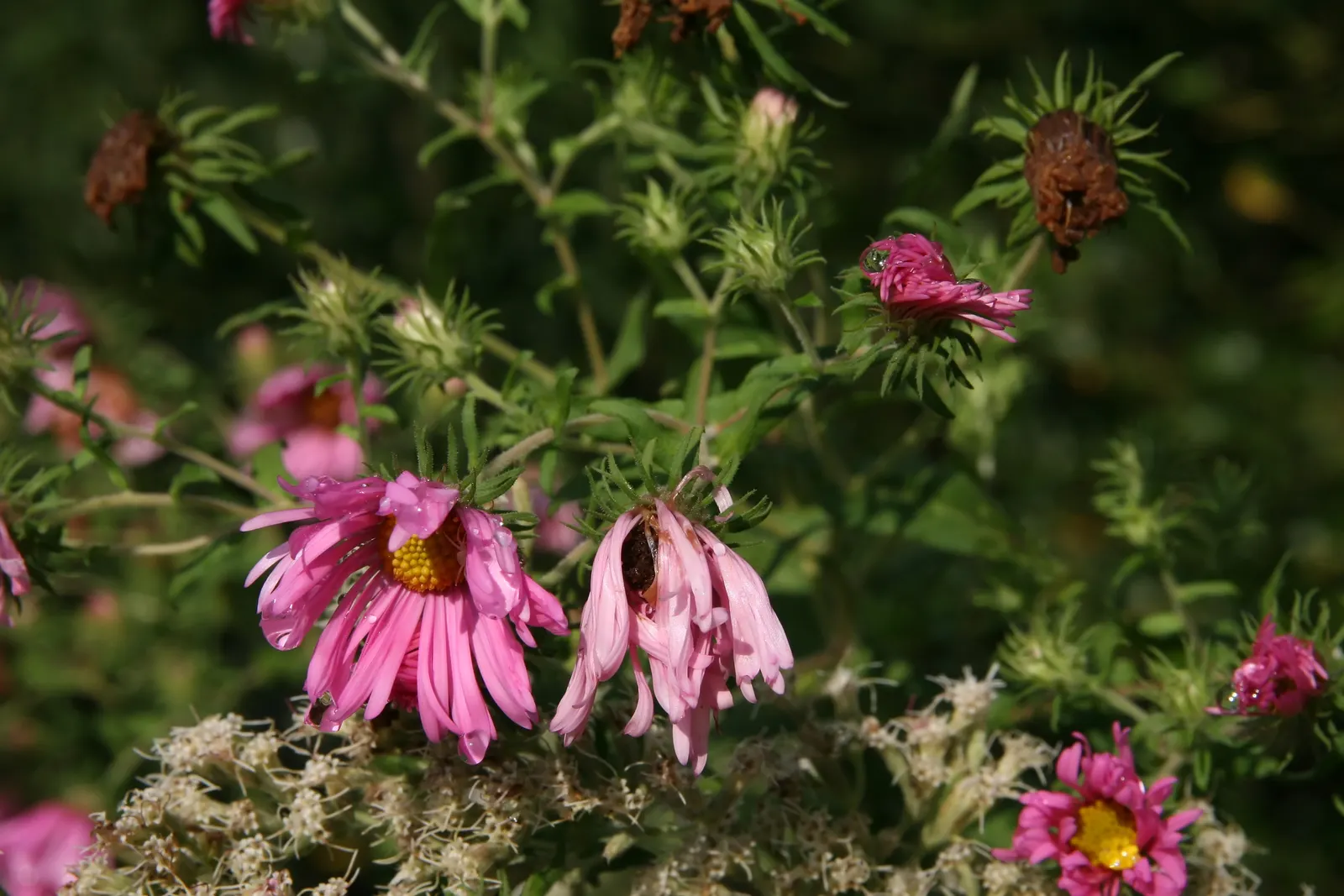 New England Aster (Aster Novae-Angliae) — and flourishes in full sun to partial shade; it provides a dramatic splash of color leading up to the, image 117