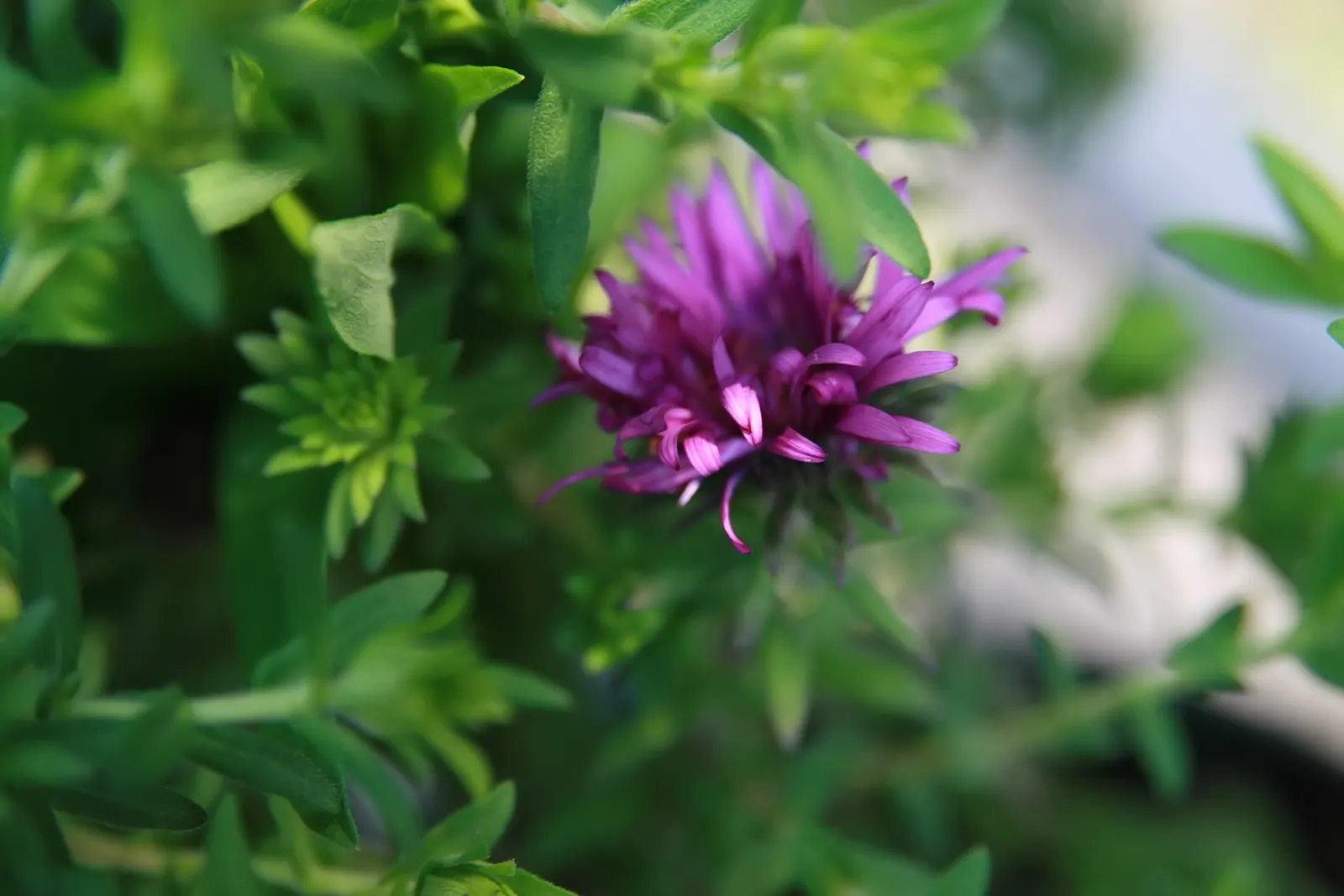 New England Aster (Aster Novae-Angliae) — This hardy plant can reach an impressive height of 3 to 6 feet with a spread of about 2 to 3 feet, image 81