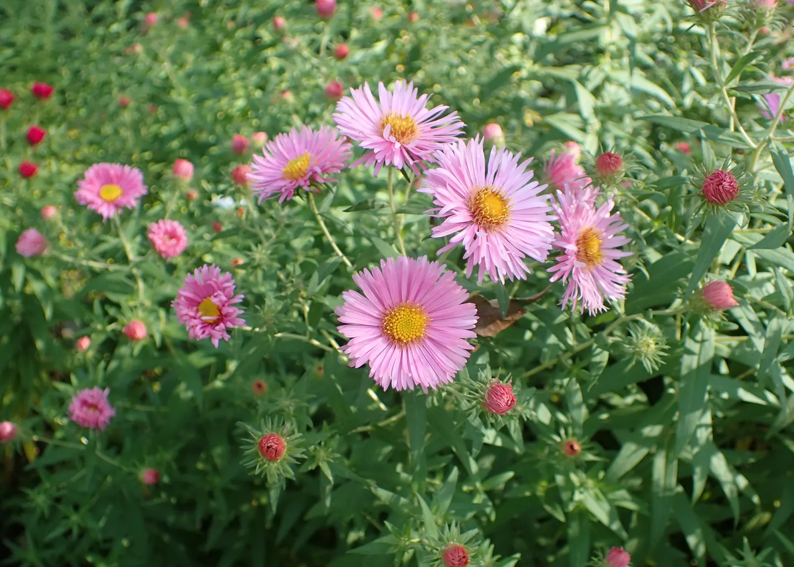 New England Aster (Aster Novae-Angliae) — occasional pruning may be necessary to maintain a tidy appearance; offering late-season color and, image 113