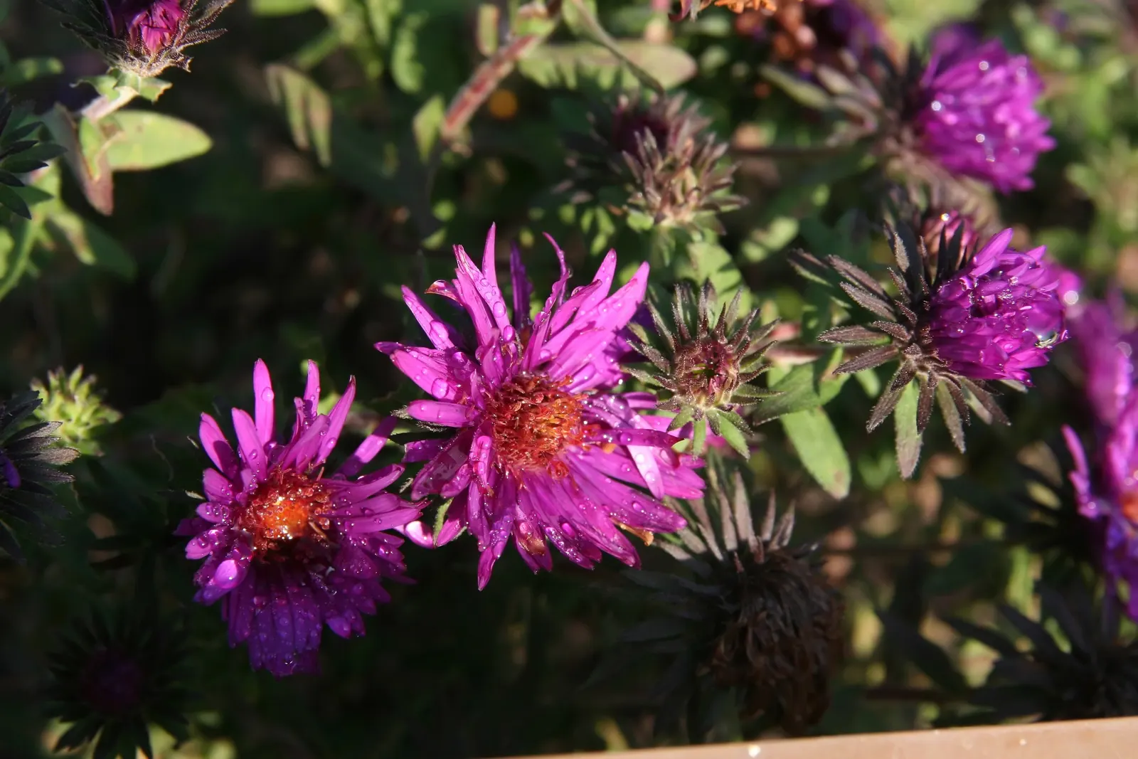 New England Aster (Aster Novae-Angliae) — which can offer an additional layer of life and activity to the landscape; but can also endure partial, image 65
