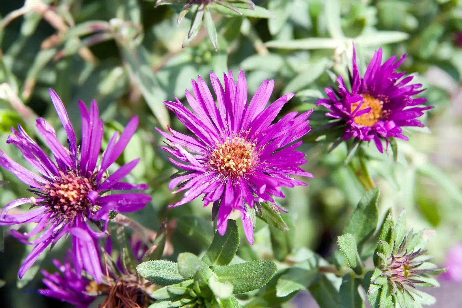 New England Aster (Aster Novae-Angliae) — but can also endure partial shade; typically blooming in the late summer through fall, image 84
