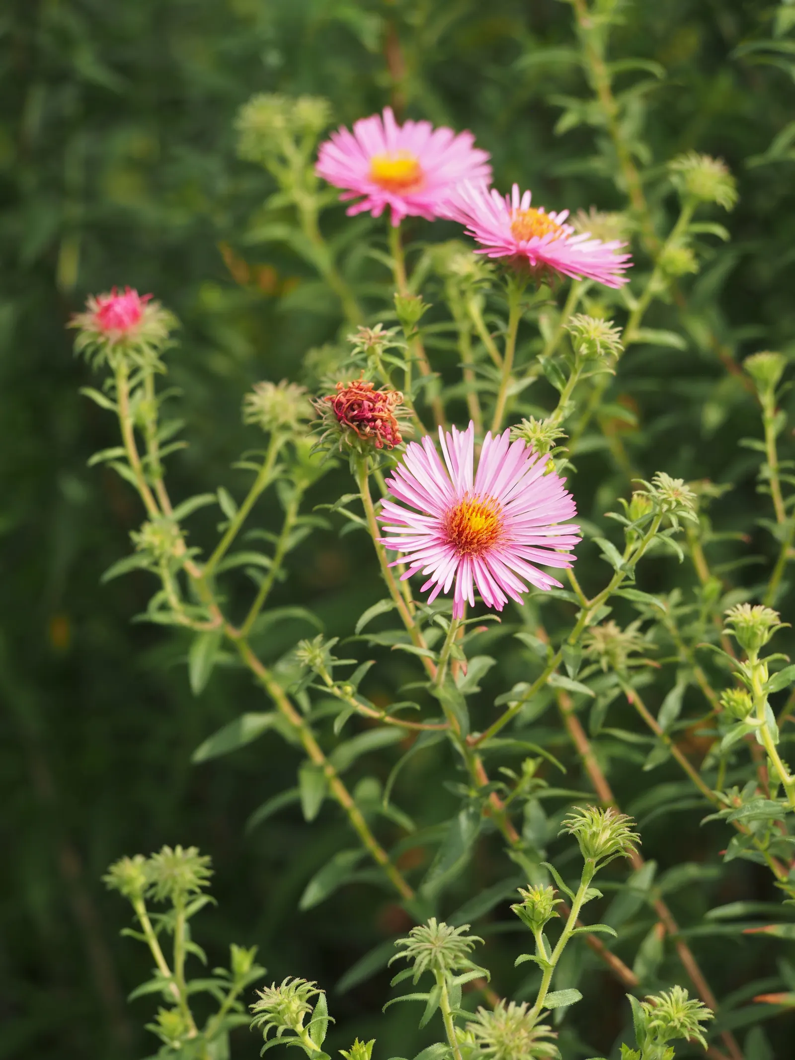 New England Aster (Aster Novae-Angliae) — making it a striking backdrop or a prominent feature in any garden design.<br><br>Robust and adaptable, image 105