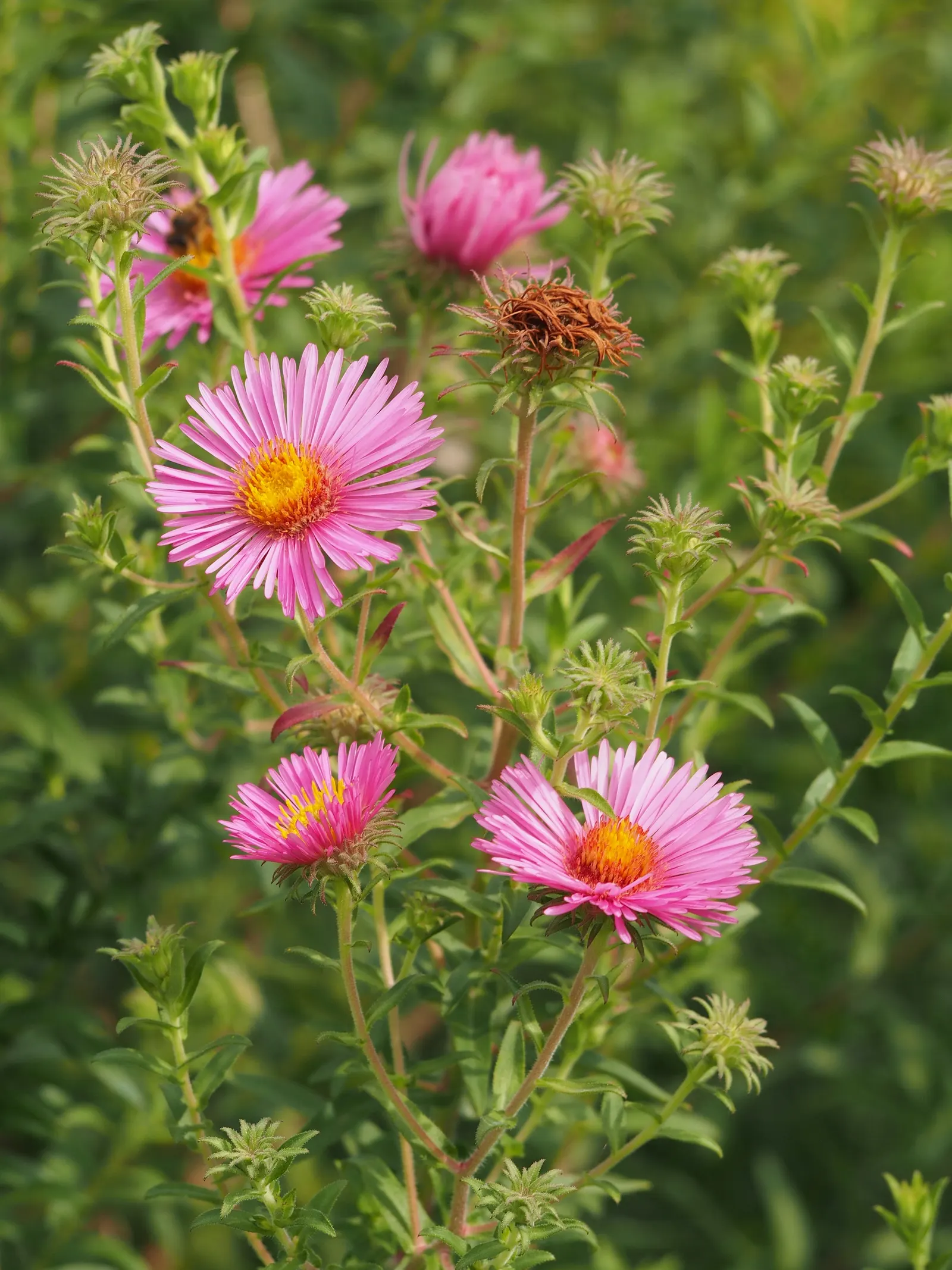 New England Aster (Aster Novae-Angliae) — celebrated for its vibrant purple to magenta blossoms; the New England Aster thrives in full sunlight, image 101