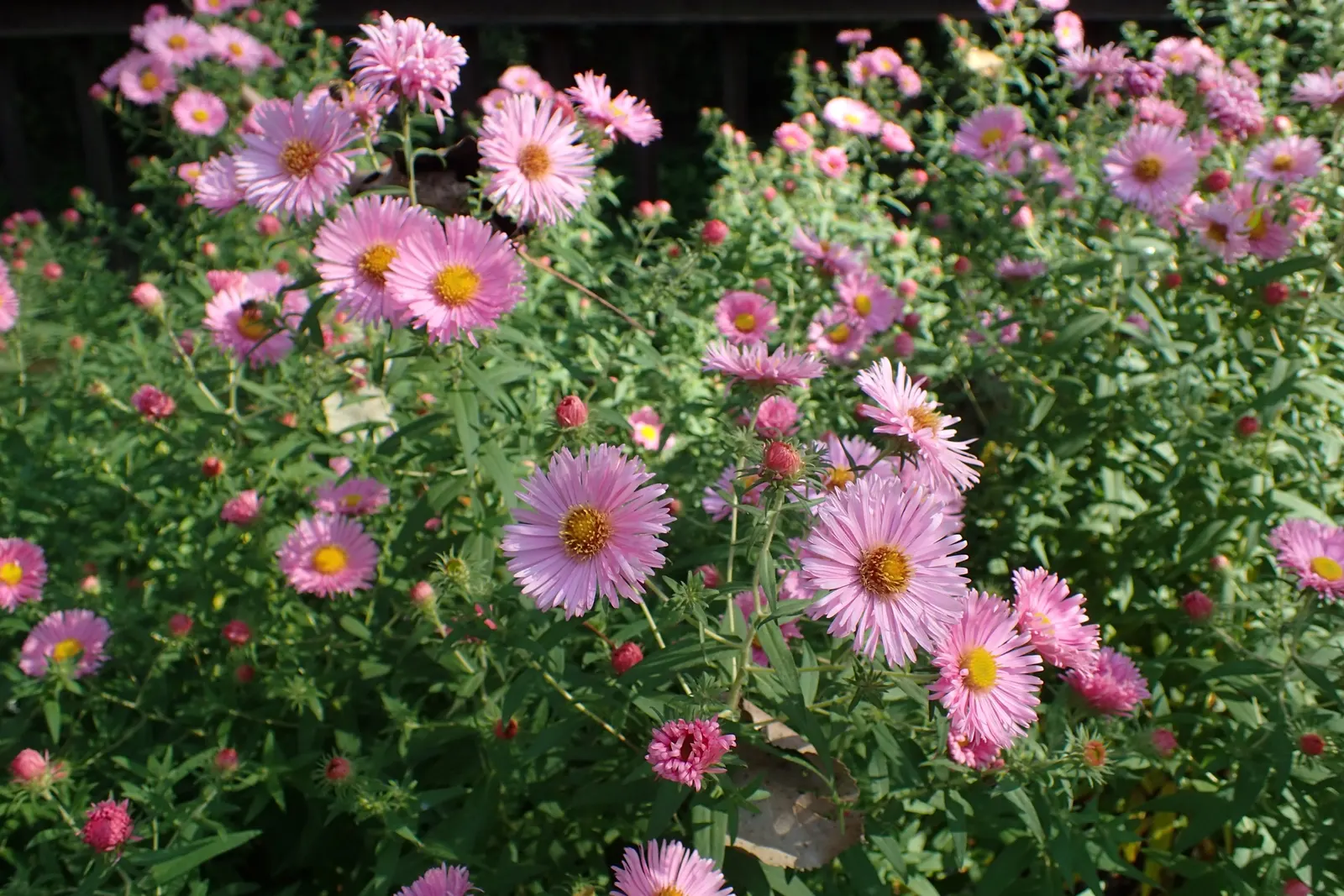 New England Aster (Aster Novae-Angliae) — Given its height and potential for a bushy growth habit; supporting a symbiotic relationship with the, image 112