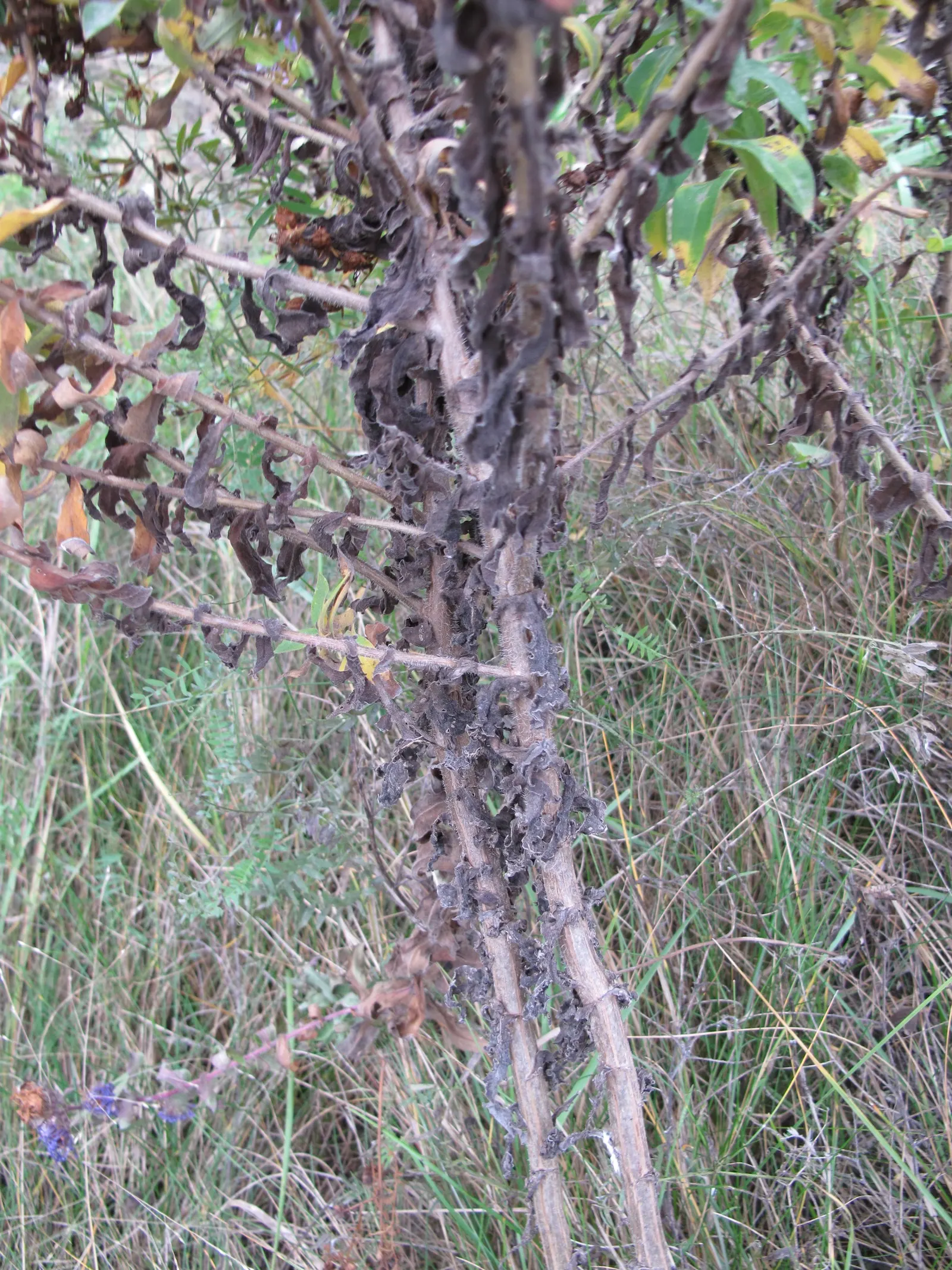 New England Aster (Aster Novae-Angliae) — perennial for full