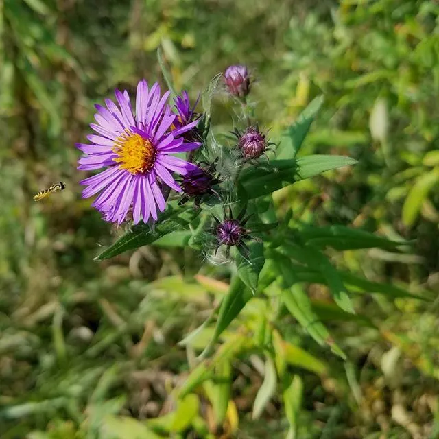 New England Aster (Aster Novae-Angliae) — particularly attracting butterflies; indigenous to the Northeastern United States, image 156