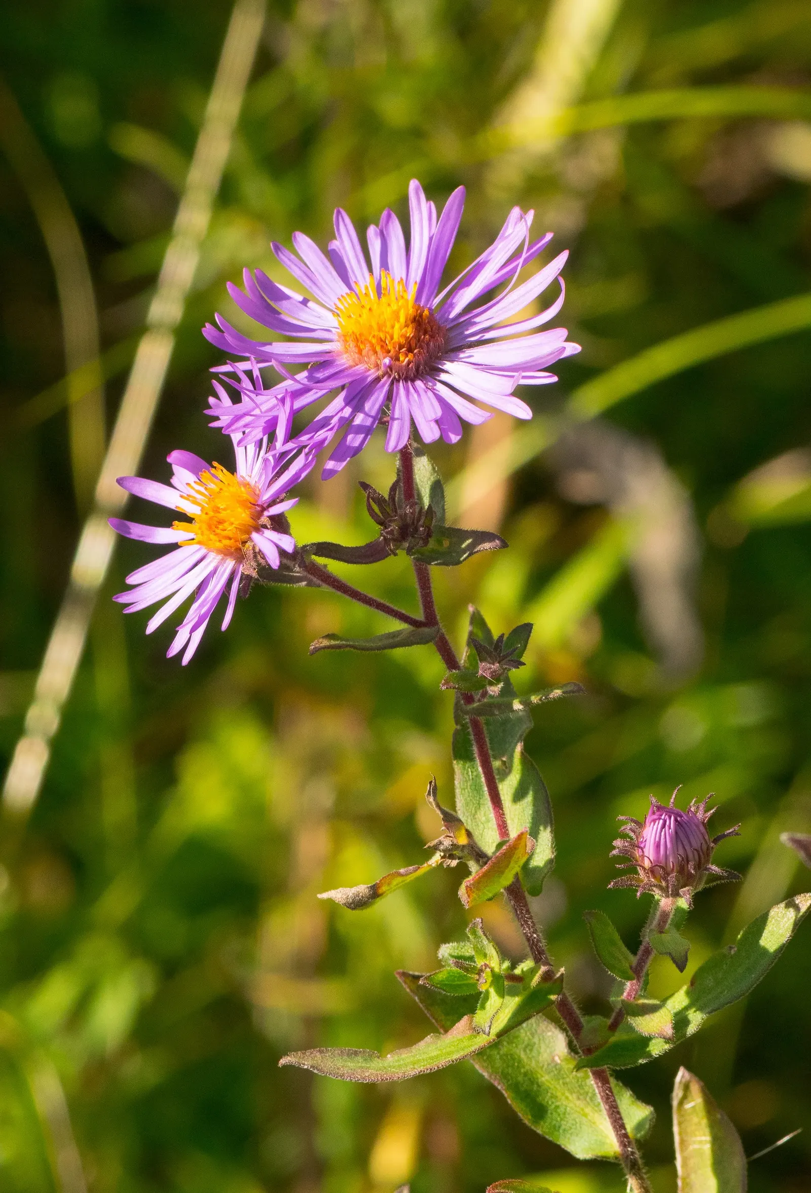 New England Aster (Aster Novae-Angliae) — the New England Aster thrives in full sunlight