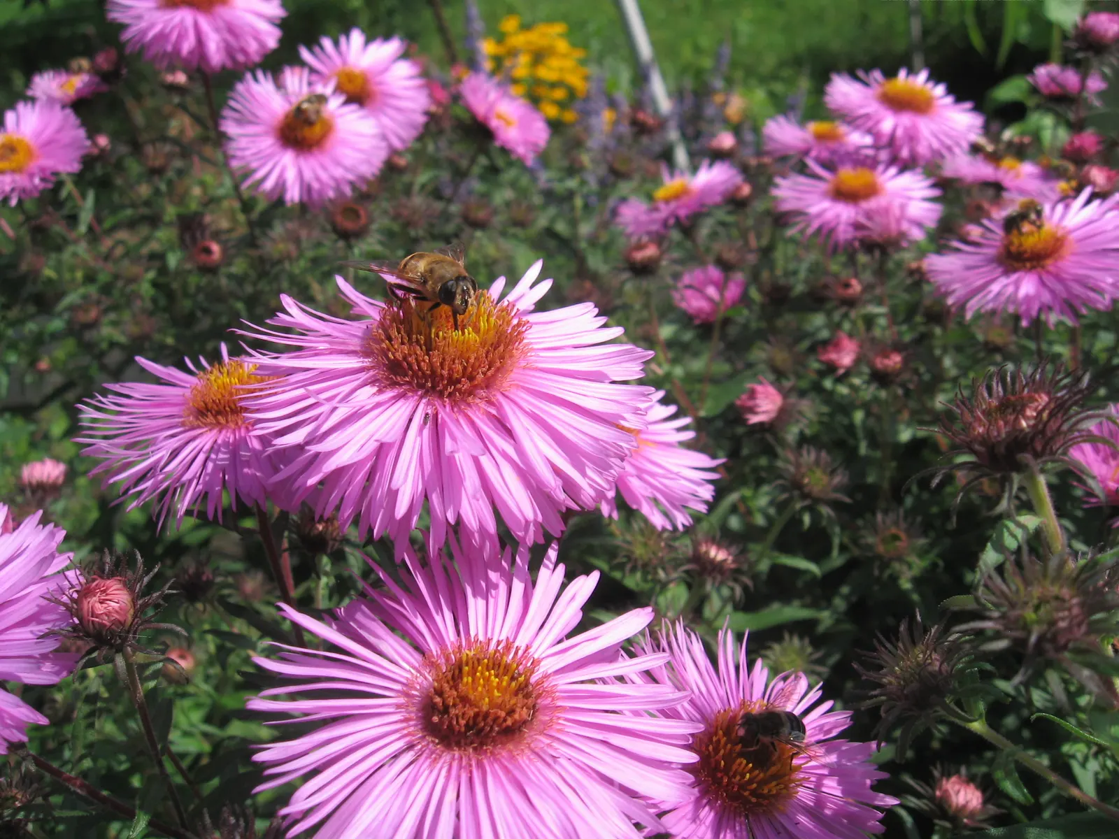 New England Aster (Aster Novae-Angliae) — offering late-season color and wildlife support; it prefers moist, well-drained soils with a pH that, image 121