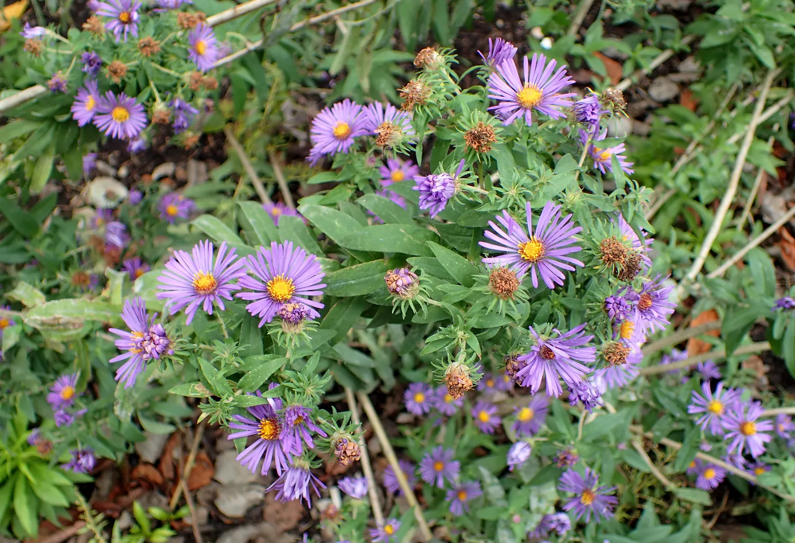 New England Aster (Aster Novae-Angliae) — These flowers attract pollinators and are ideal for borders or wildflower gardens