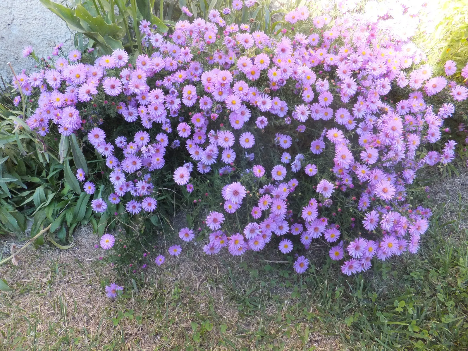 New England Aster (Aster Novae-Angliae) — but can also endure partial shade; typically blooming in the late summer through fall, image 107