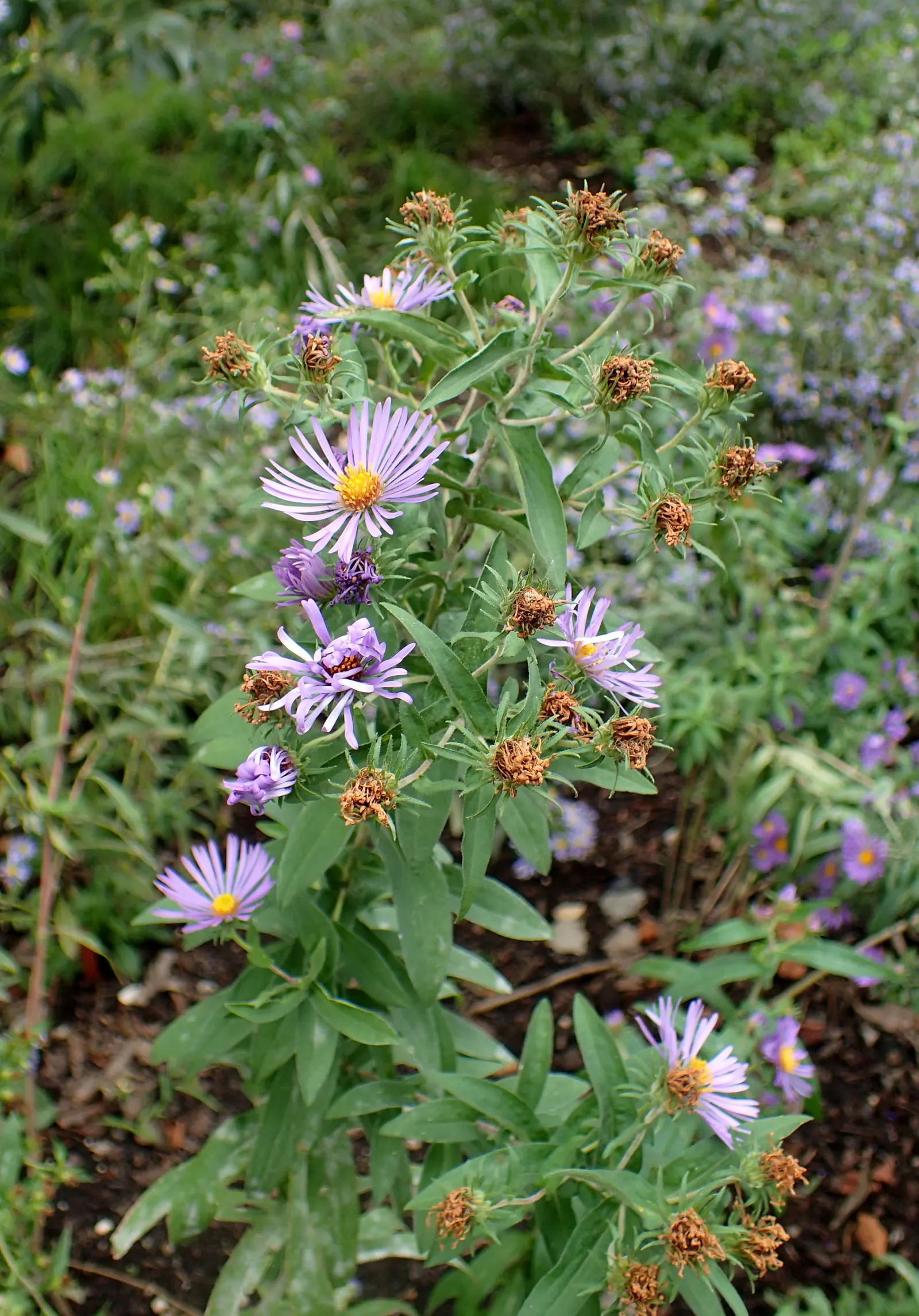 New England Aster (Aster Novae-Angliae) — offering late-season color and wildlife support
