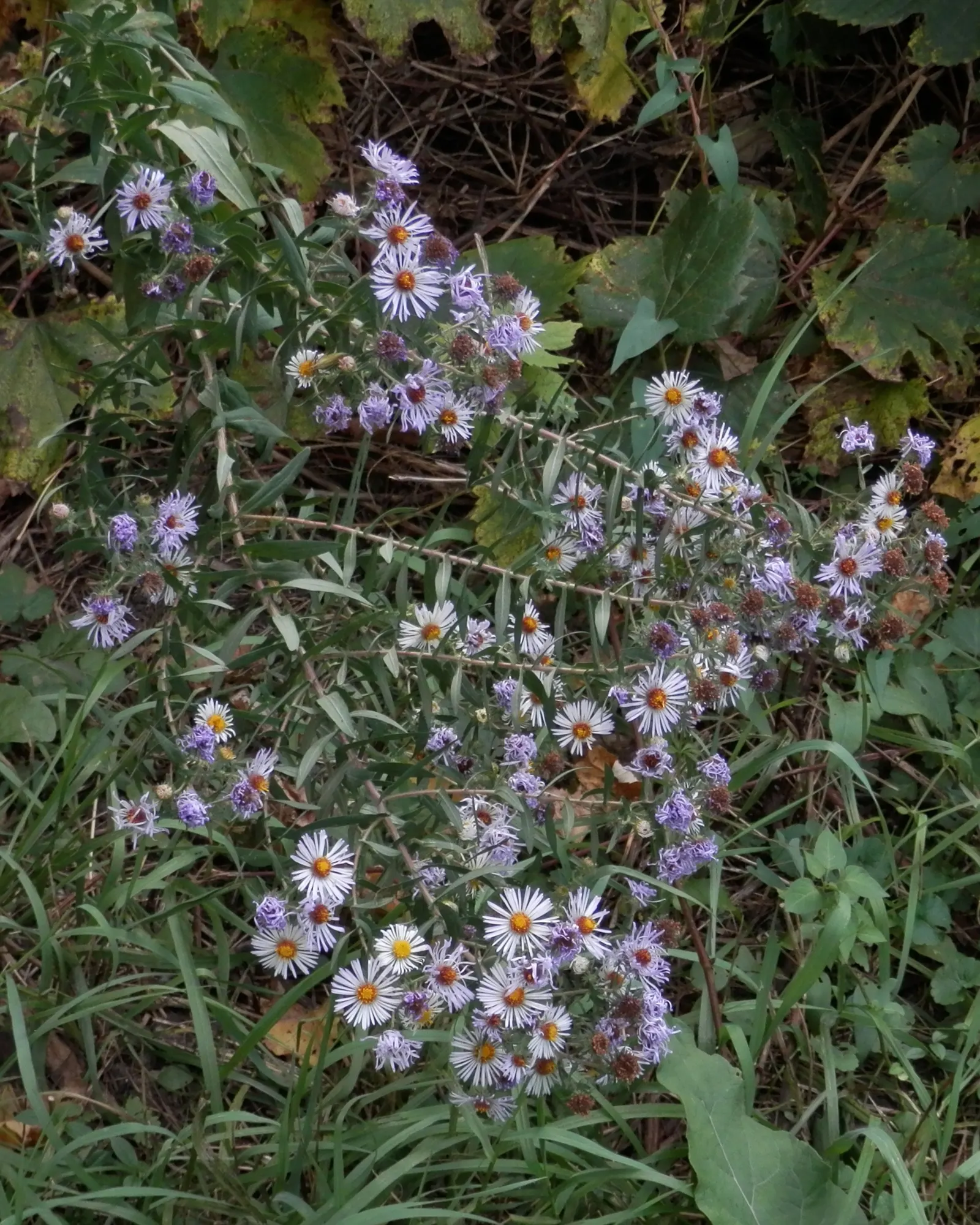 New England Aster (Aster Novae-Angliae) — The New England Aster (Aster novae-angliae) is a charismatic perennial
