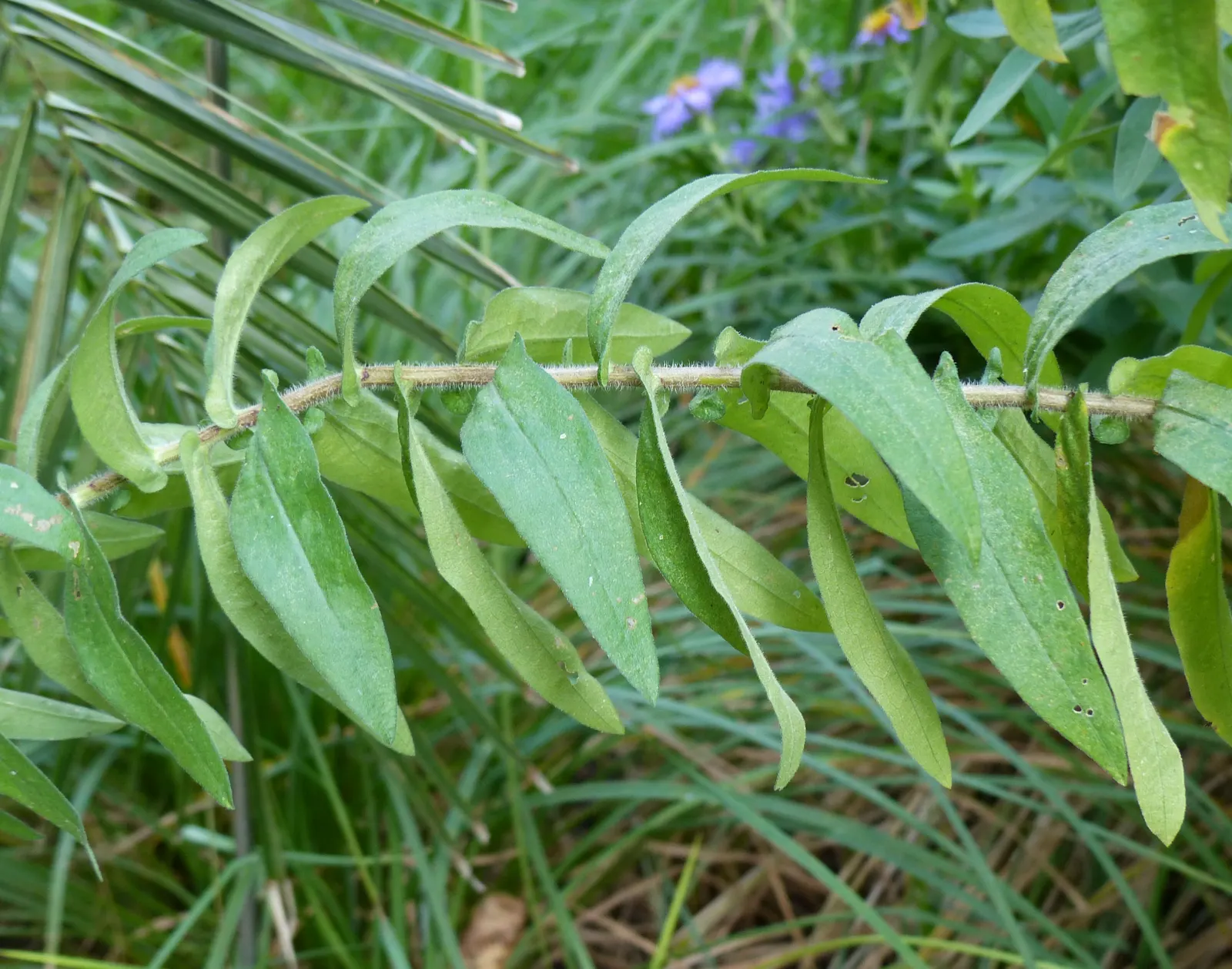 New England Aster (Aster Novae-Angliae) — Reaching heights of 3-6 feet with a spread of 2-3 feet