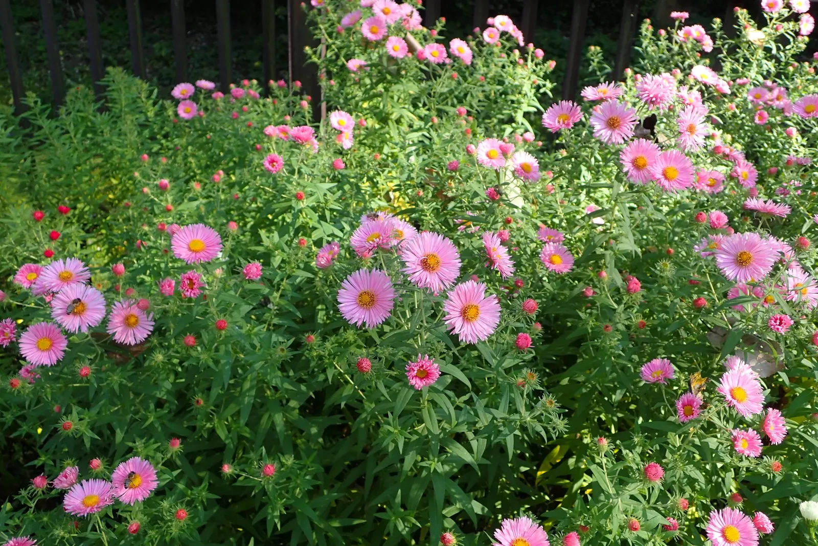 New England Aster (Aster Novae-Angliae) — It's noteworthy for its resilience against common pests and diseases; the New England Aster (Aster, image 109