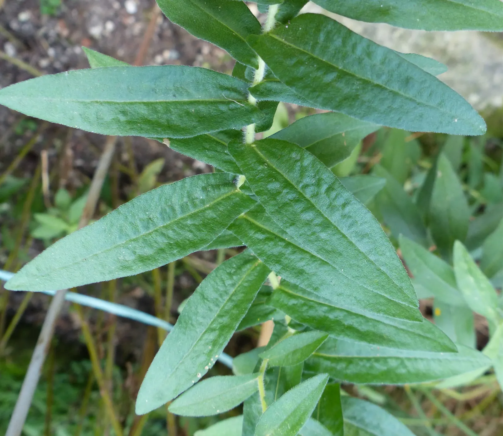 New England Aster (Aster Novae-Angliae) — Given its height and potential for a bushy growth habit; supporting a symbiotic relationship with the, image 89