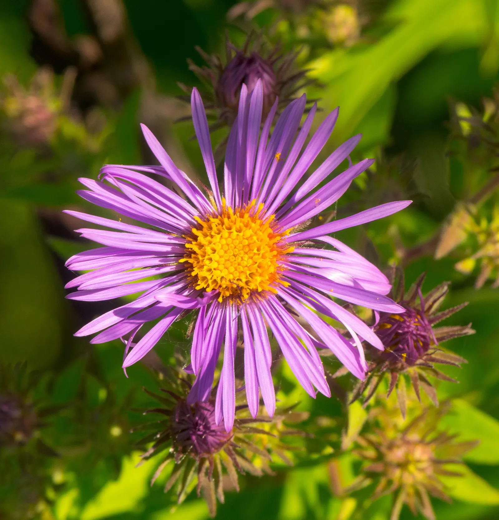 New England Aster (Aster Novae-Angliae) — Typically blooming in the late summer through fall; occasional pruning may be necessary to maintain a, image 102