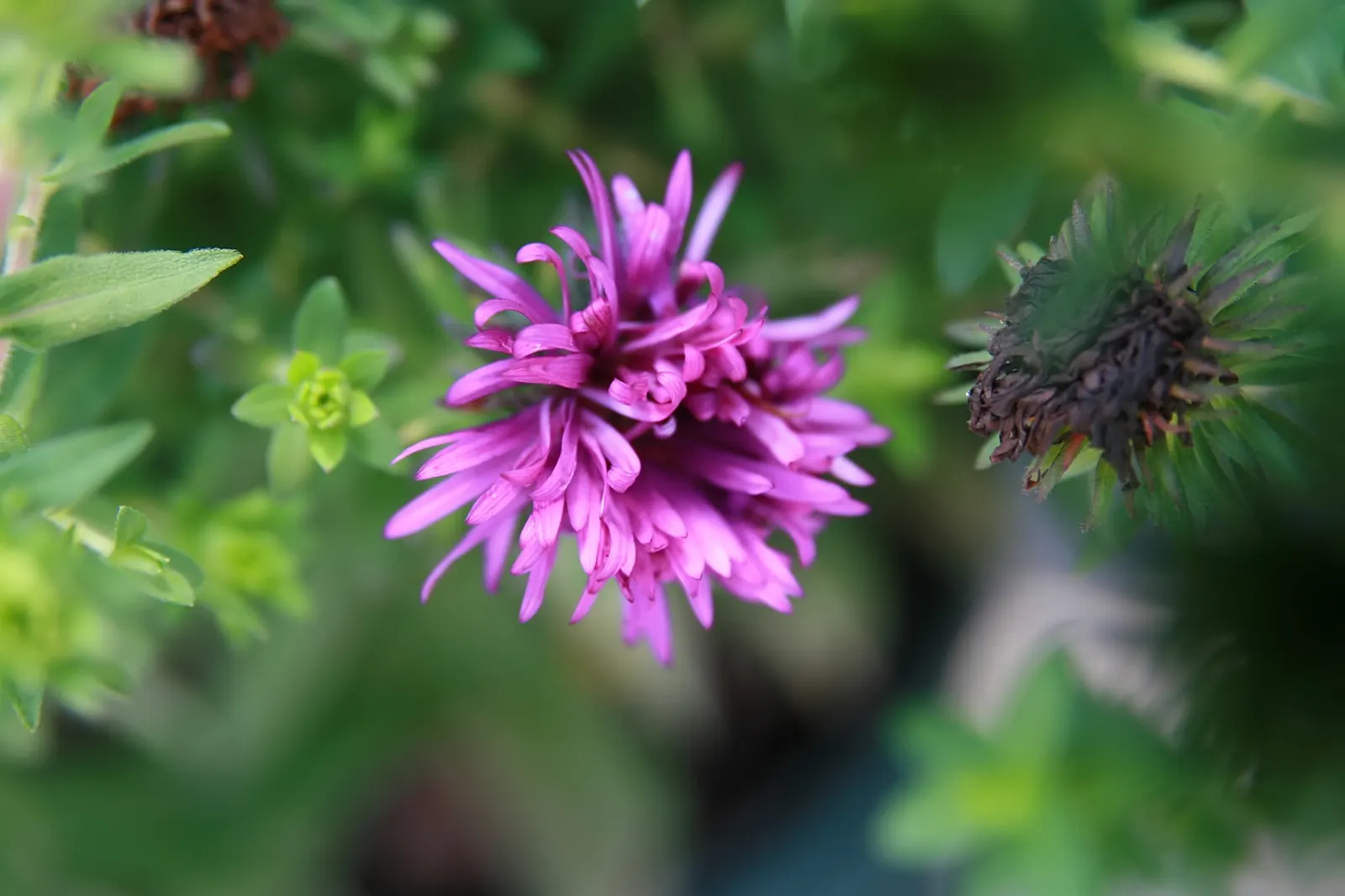 New England Aster (Aster Novae-Angliae) — making it a striking backdrop or a prominent feature in any garden design.<br><br>Robust and adaptable, image 82