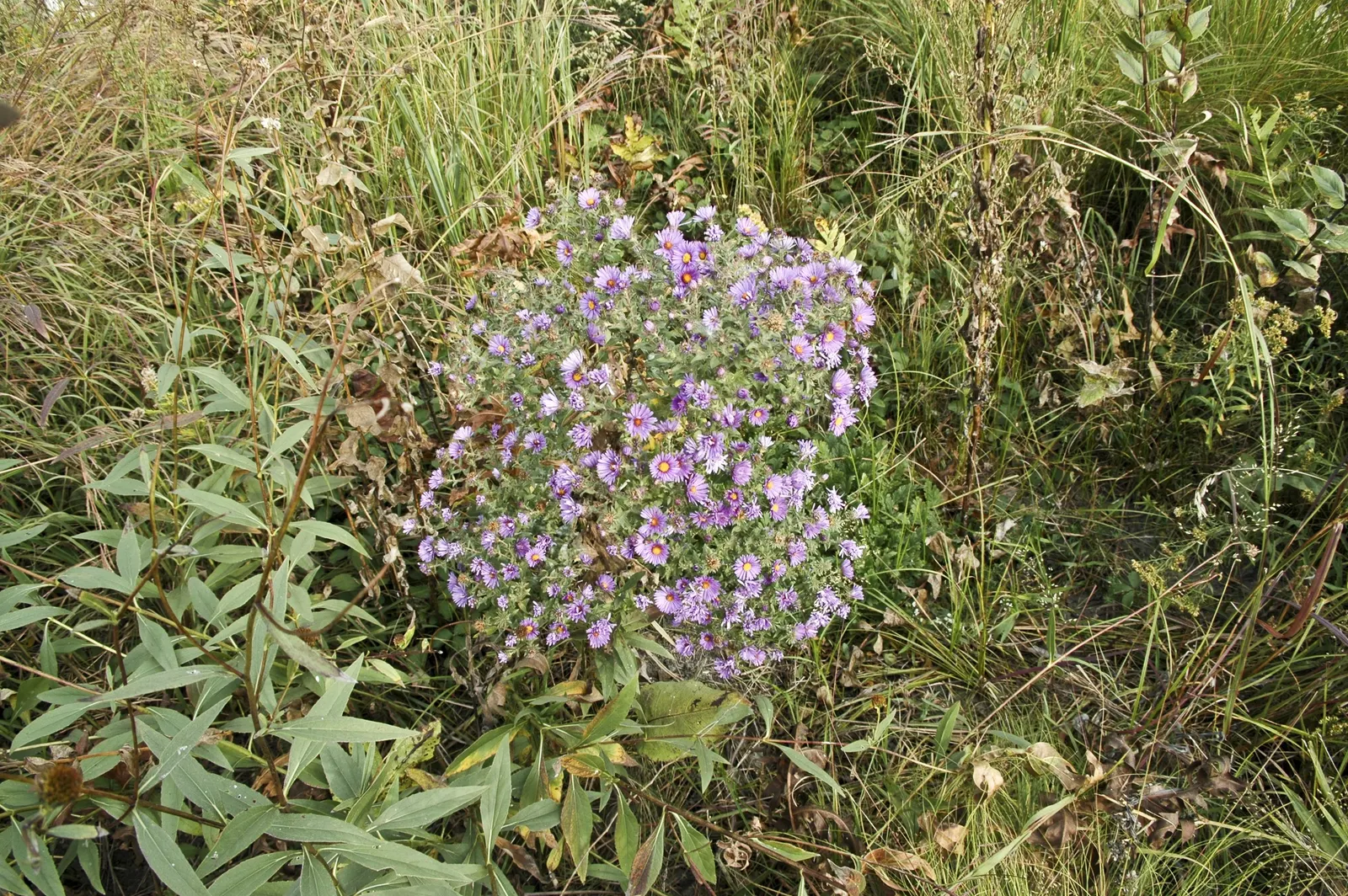 New England Aster (Aster Novae-Angliae) — These flowers attract pollinators and are ideal for borders or wildflower gardens; celebrated for its, image 143