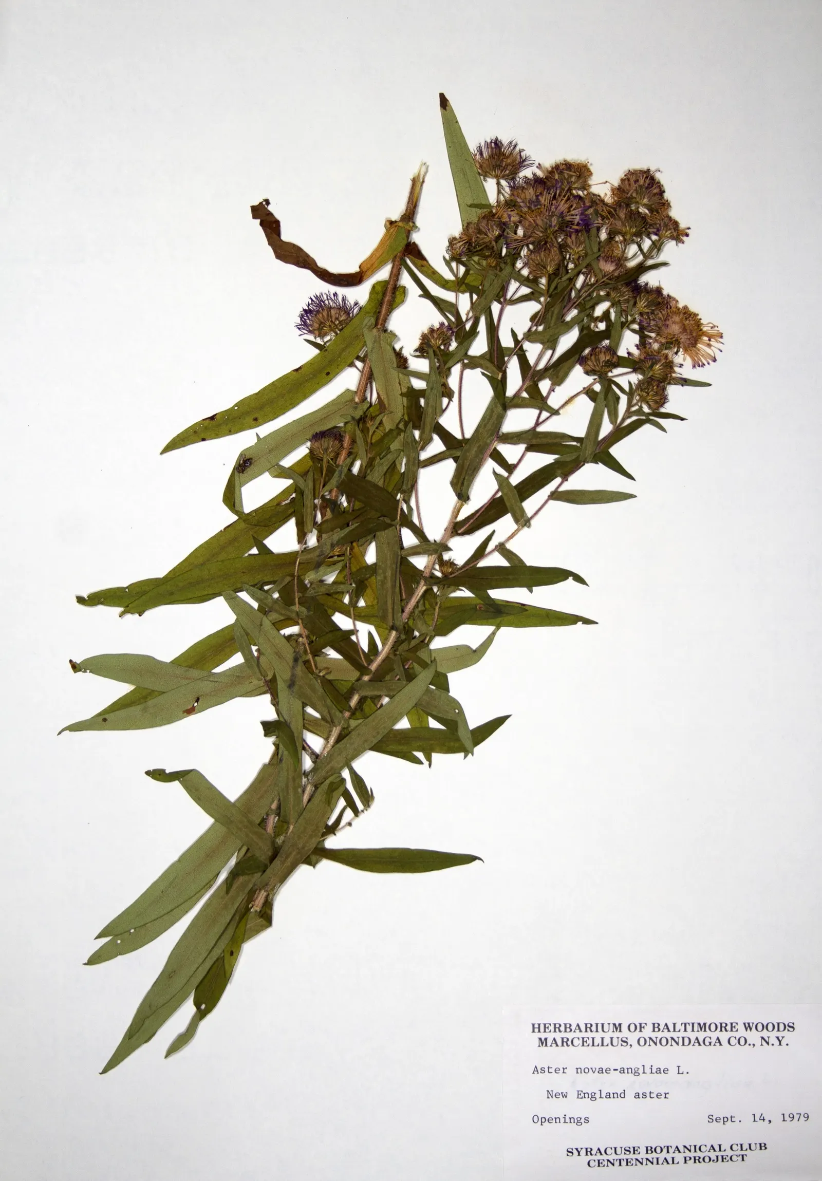 New England Aster (Aster Novae-Angliae) — the New England Aster thrives in full sunlight; reaching heights of 3-6 feet with a spread of 2-3 feet