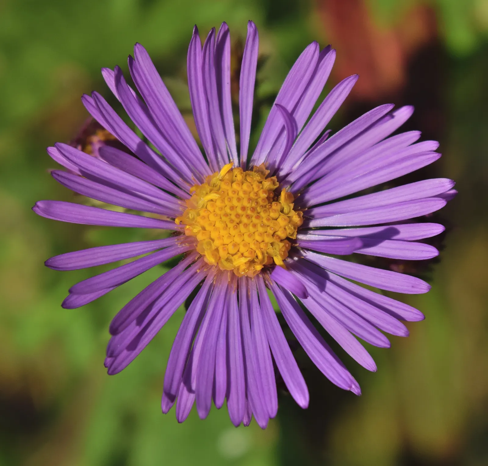 New England Aster (Aster Novae-Angliae) — it provides a dramatic splash of color leading up to the first frosts of winter