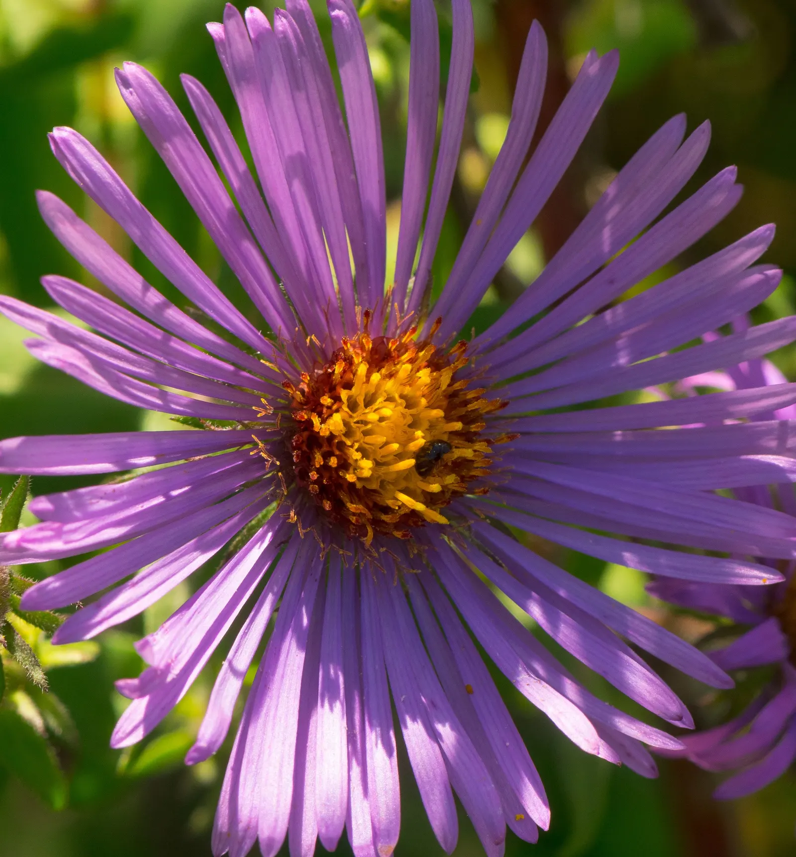 New England Aster (Aster Novae-Angliae) — It's noteworthy for its resilience against common pests and diseases; the New England Aster (Aster, image 86