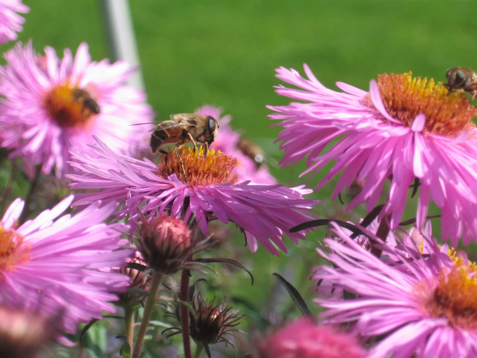 New England Aster (Aster Novae-Angliae) — the New England Aster thrives in full sunlight; reaching heights of 3-6 feet with a spread of 2-3 feet, image 152