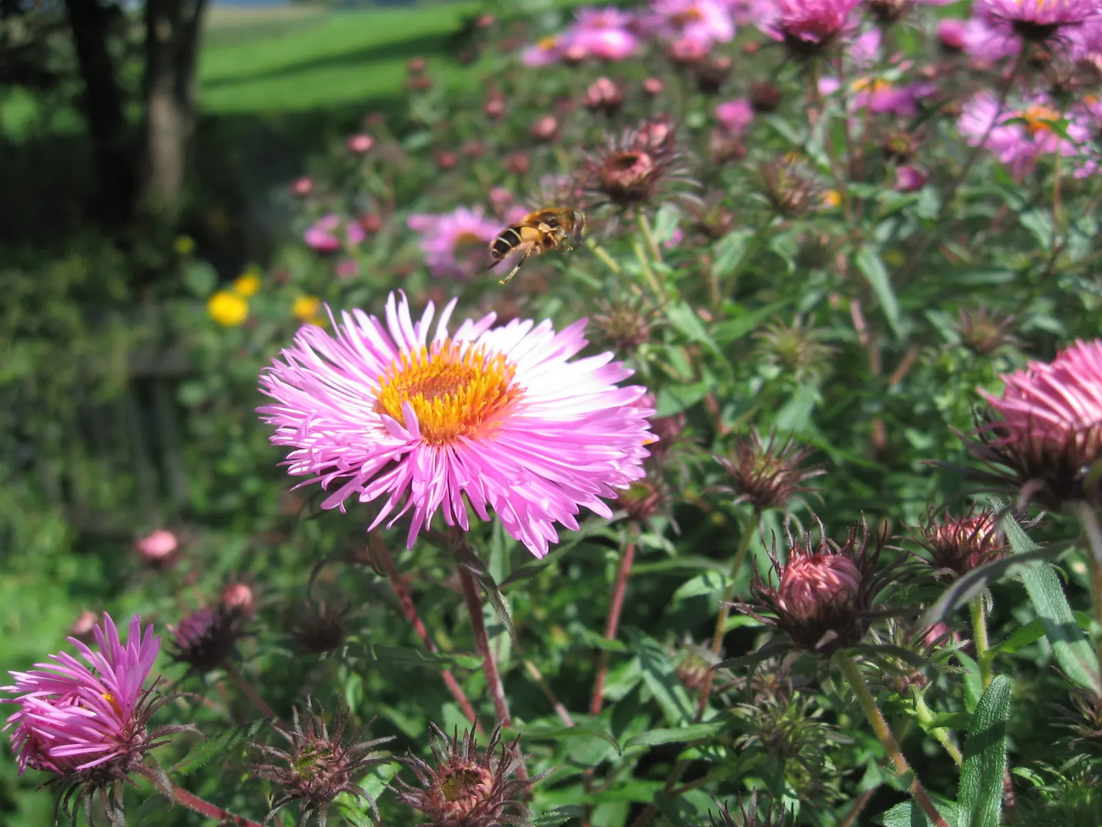 New England Aster (Aster Novae-Angliae) — indigenous to the Northeastern United States; the New England Aster (Aster novae-angliae) is a, image 123